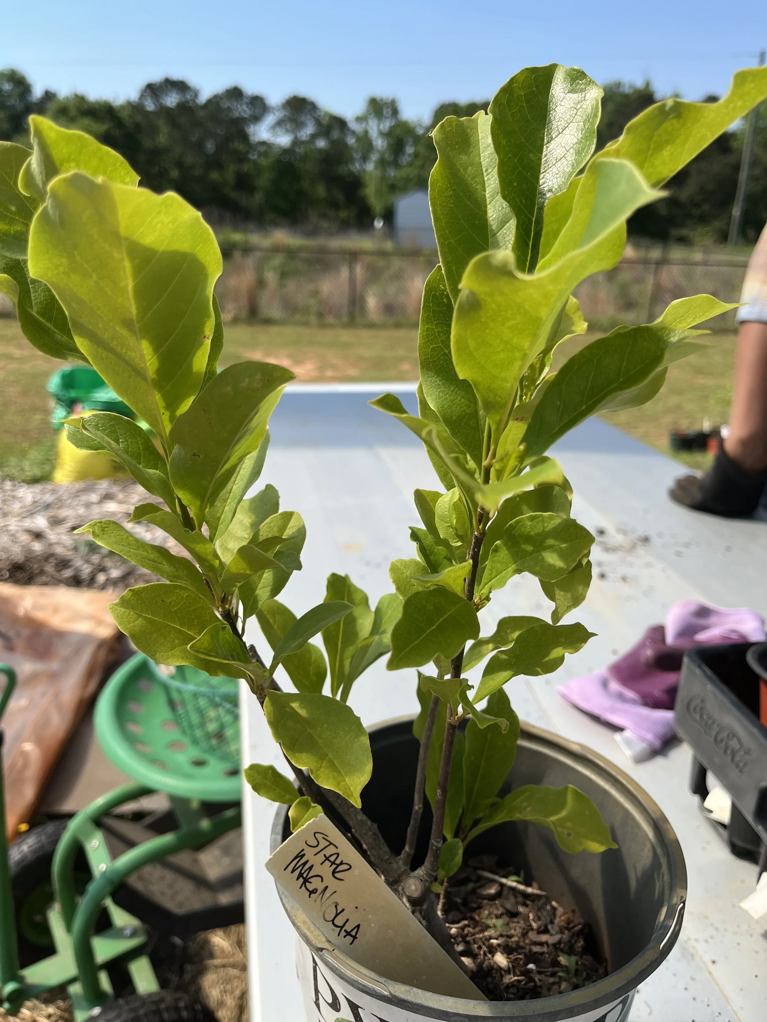 Star Magnolia.jpeg