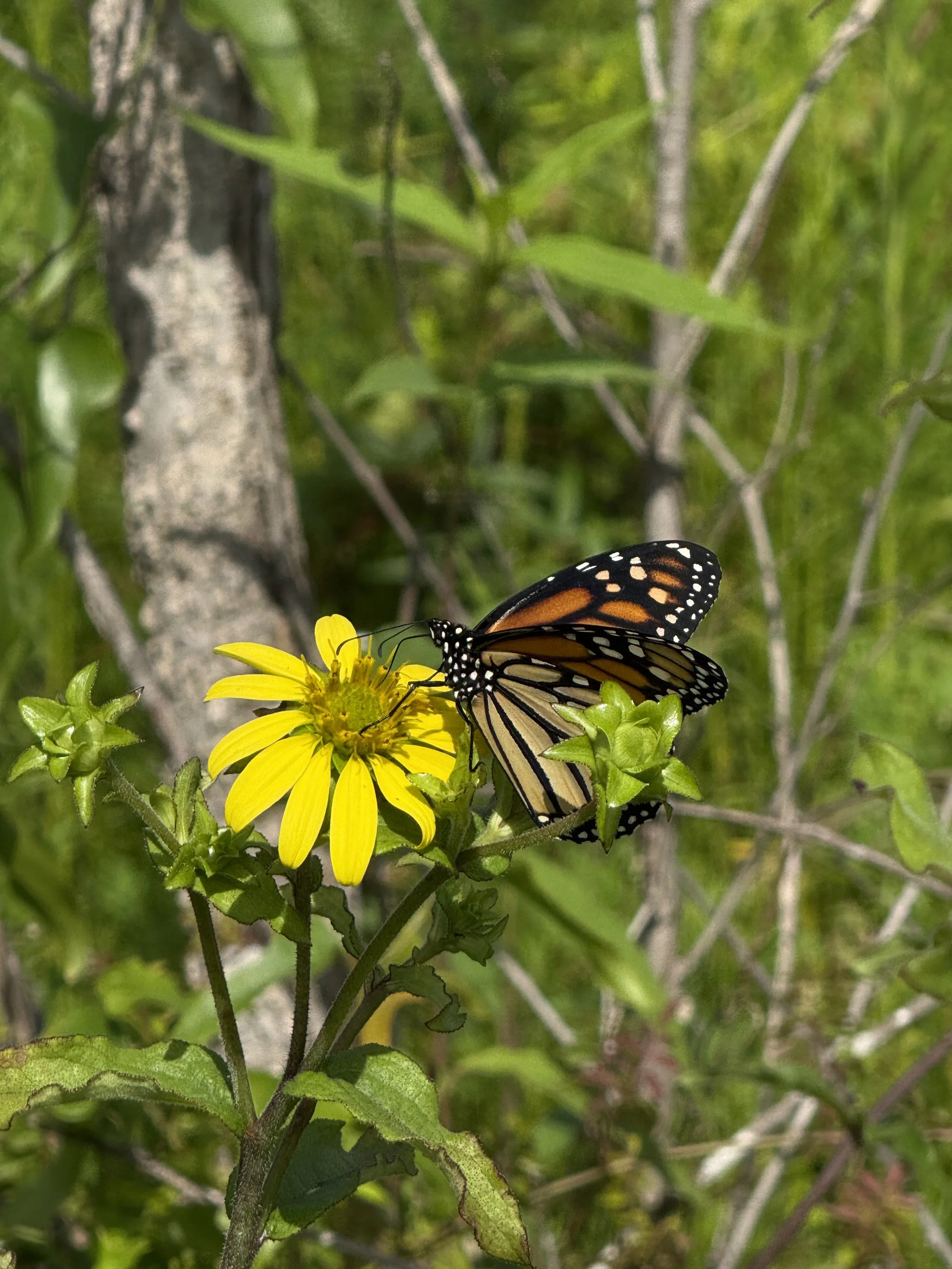 Starry Rosinweed (2).jpeg