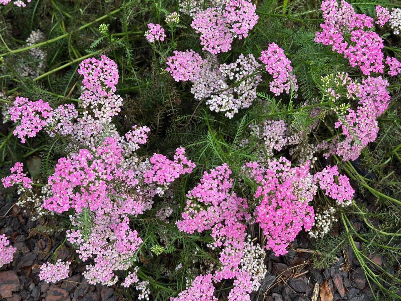 pink yarrow close.jpeg