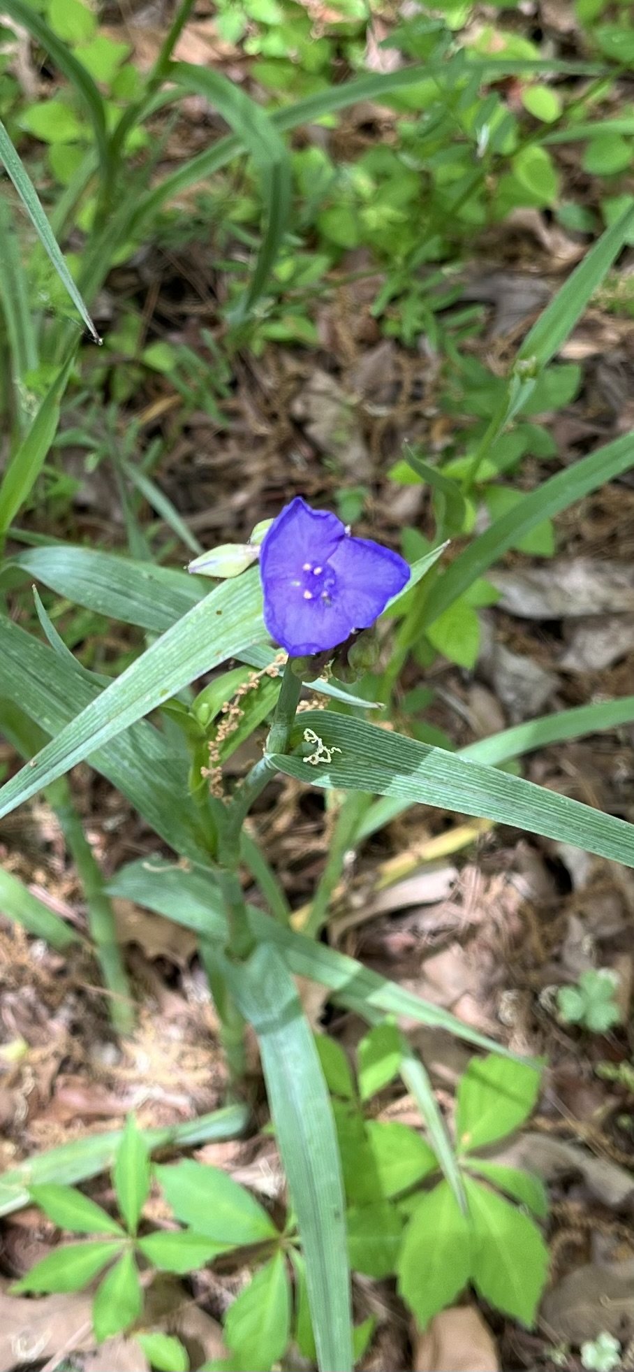 spiderwort (2).jpeg