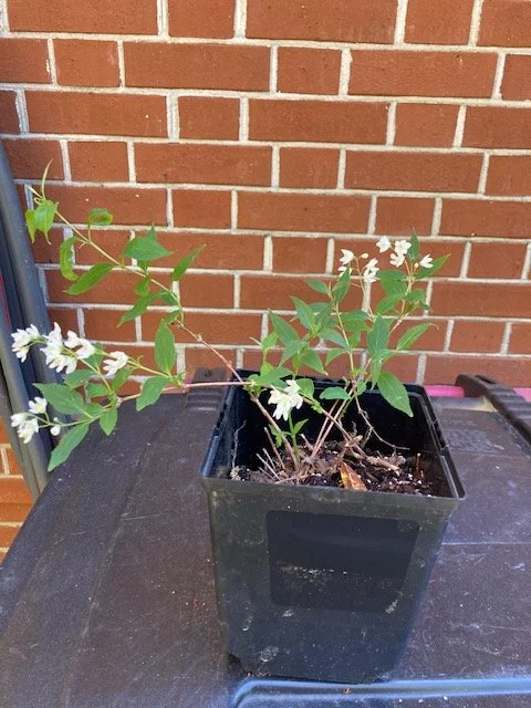 Deutzia Chardonnay Pearls 1.JPG