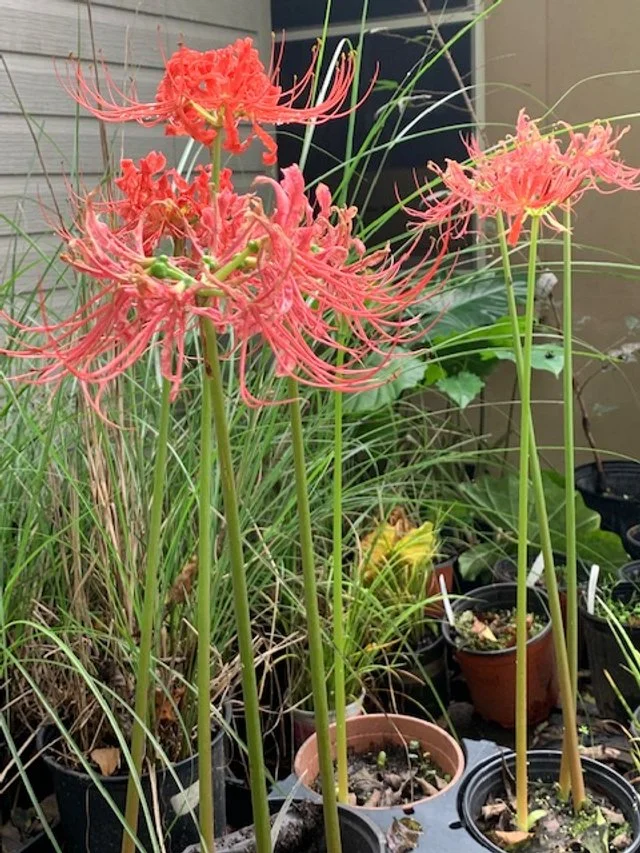 Spider or surprise lily, coral.jpg
