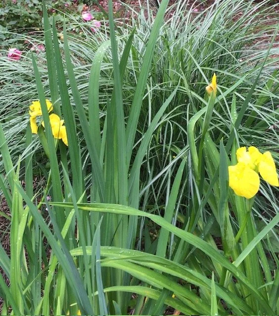 Yellow Flag iris.jpg