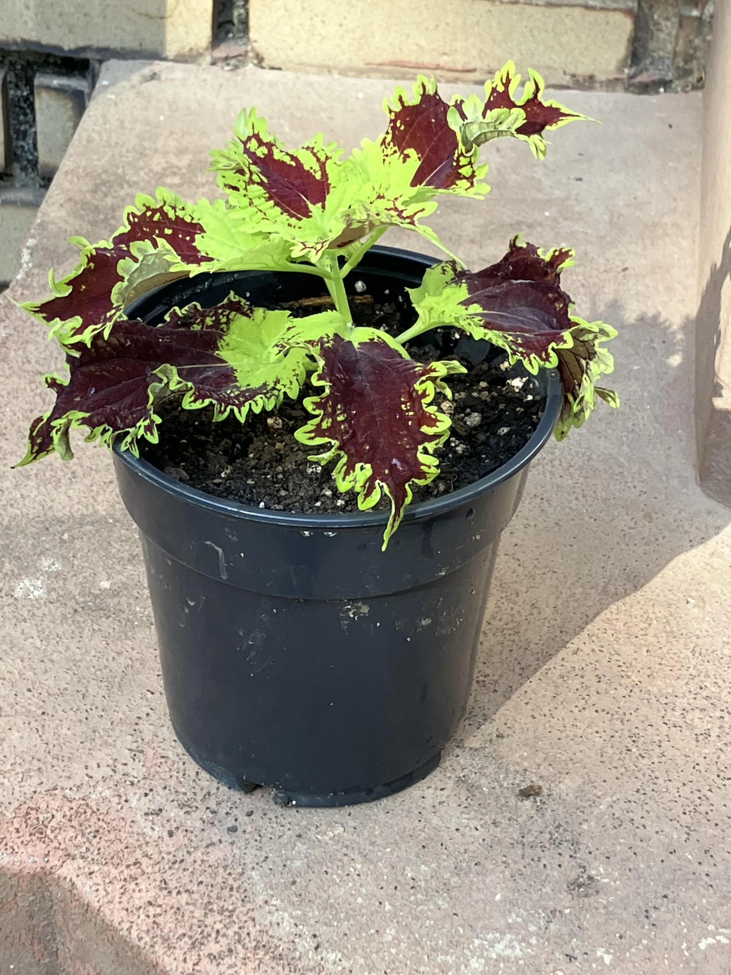coleus portage 2.jpg