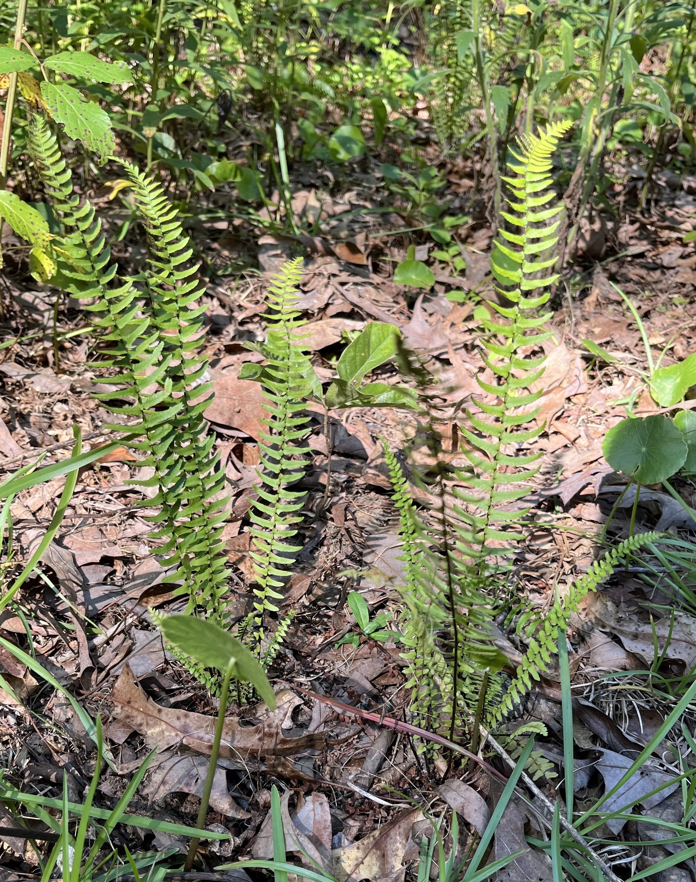 Ebony spleenwort fern.jpeg