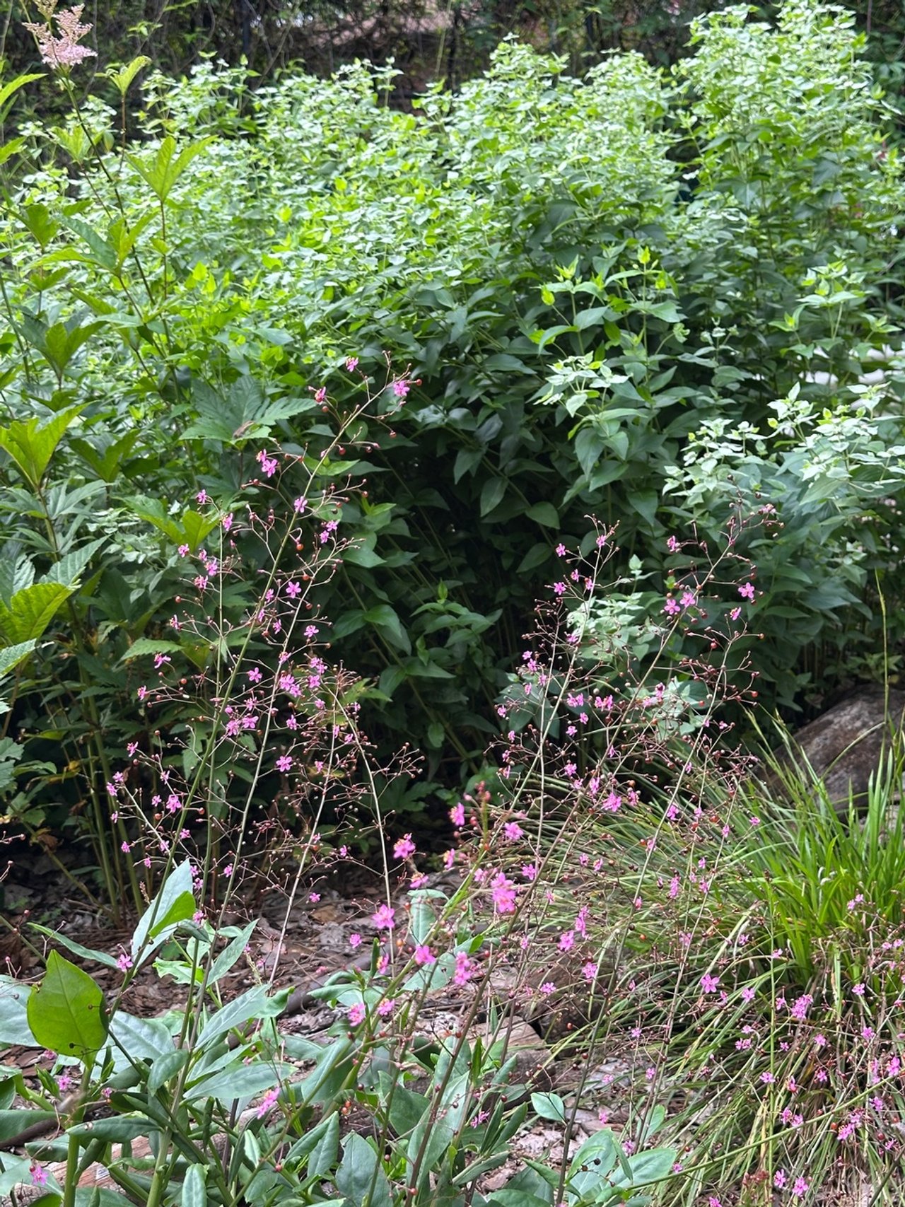 jewels of opar flowers2.jpeg