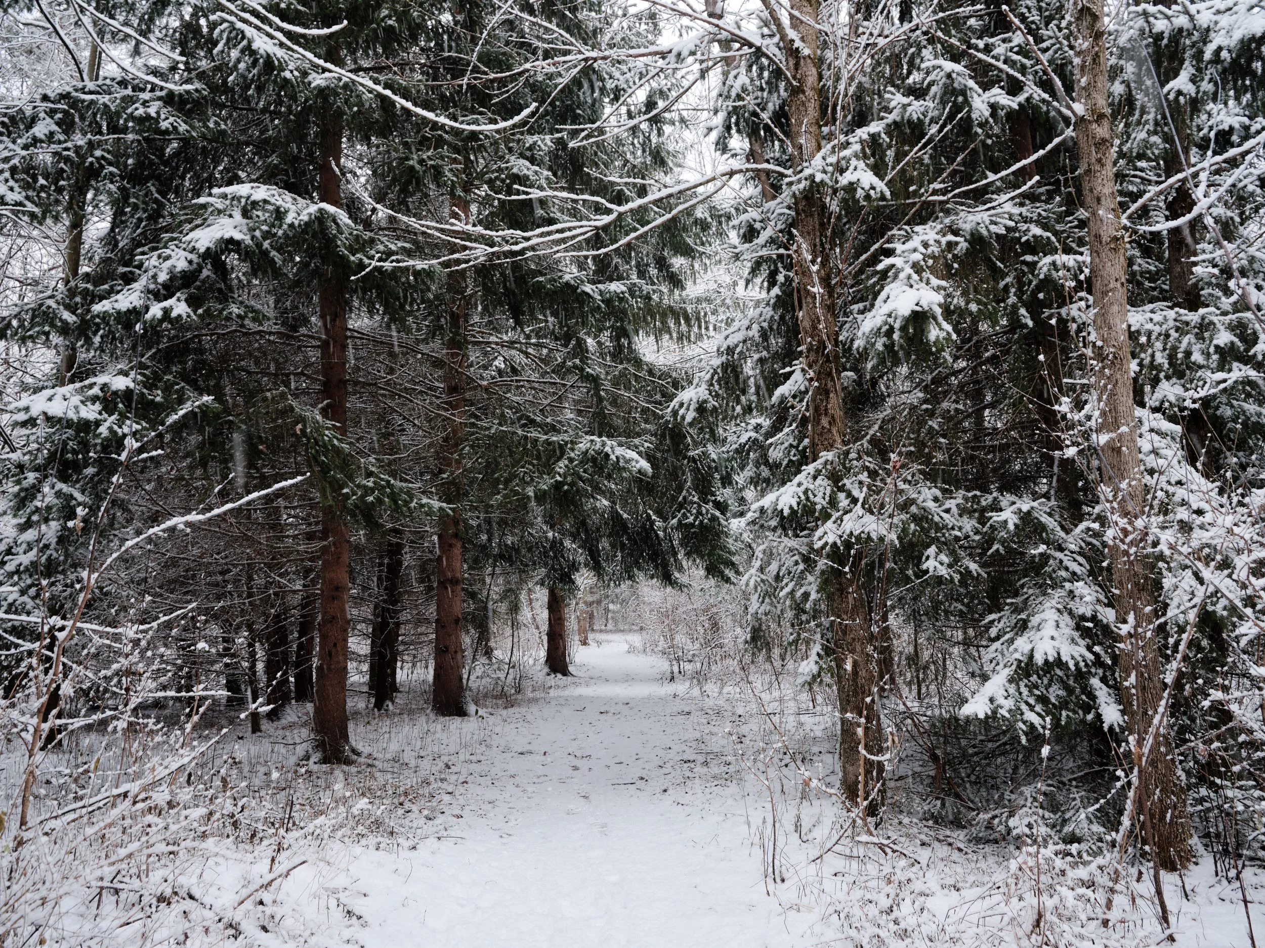Winter-20-12-09-119.jpg