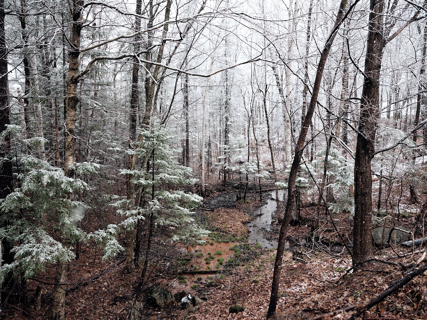 A snow-covered forest with a small stream running through it, including tall trees and some green bushes.