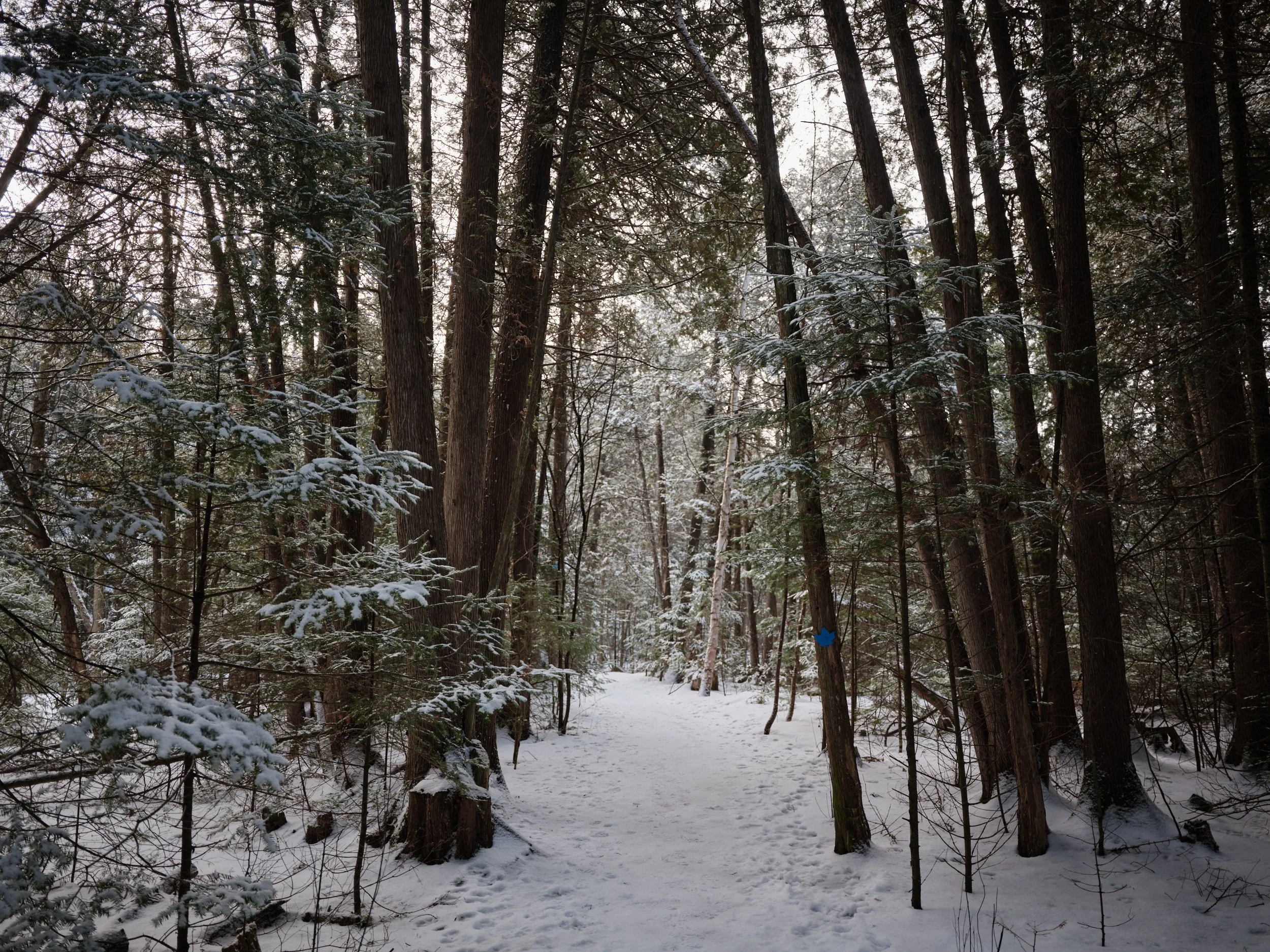 Ferguson Forest, Kemptville, Ontario 