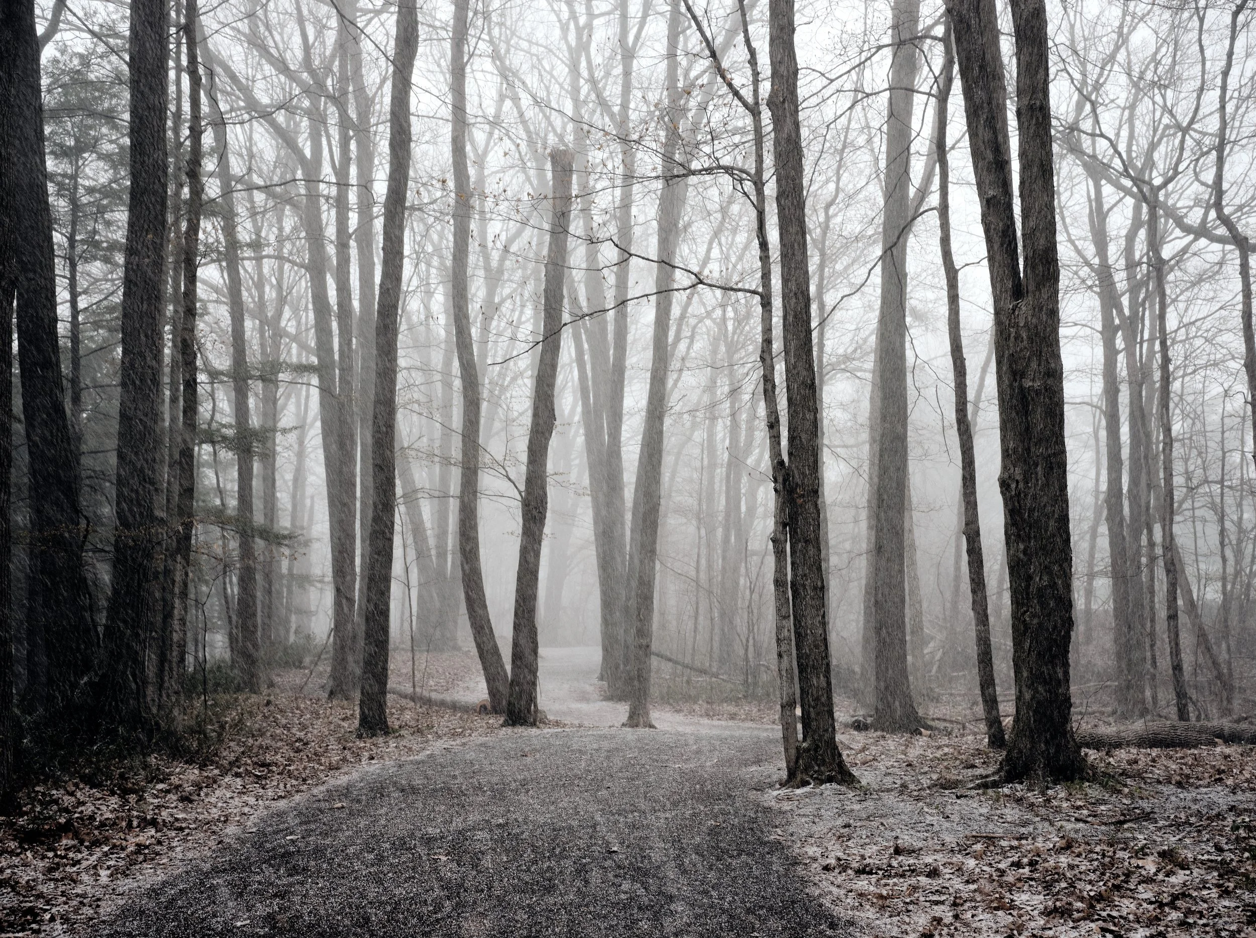 A wooded forest with leafless trees and a gravel path, foggy atmosphere