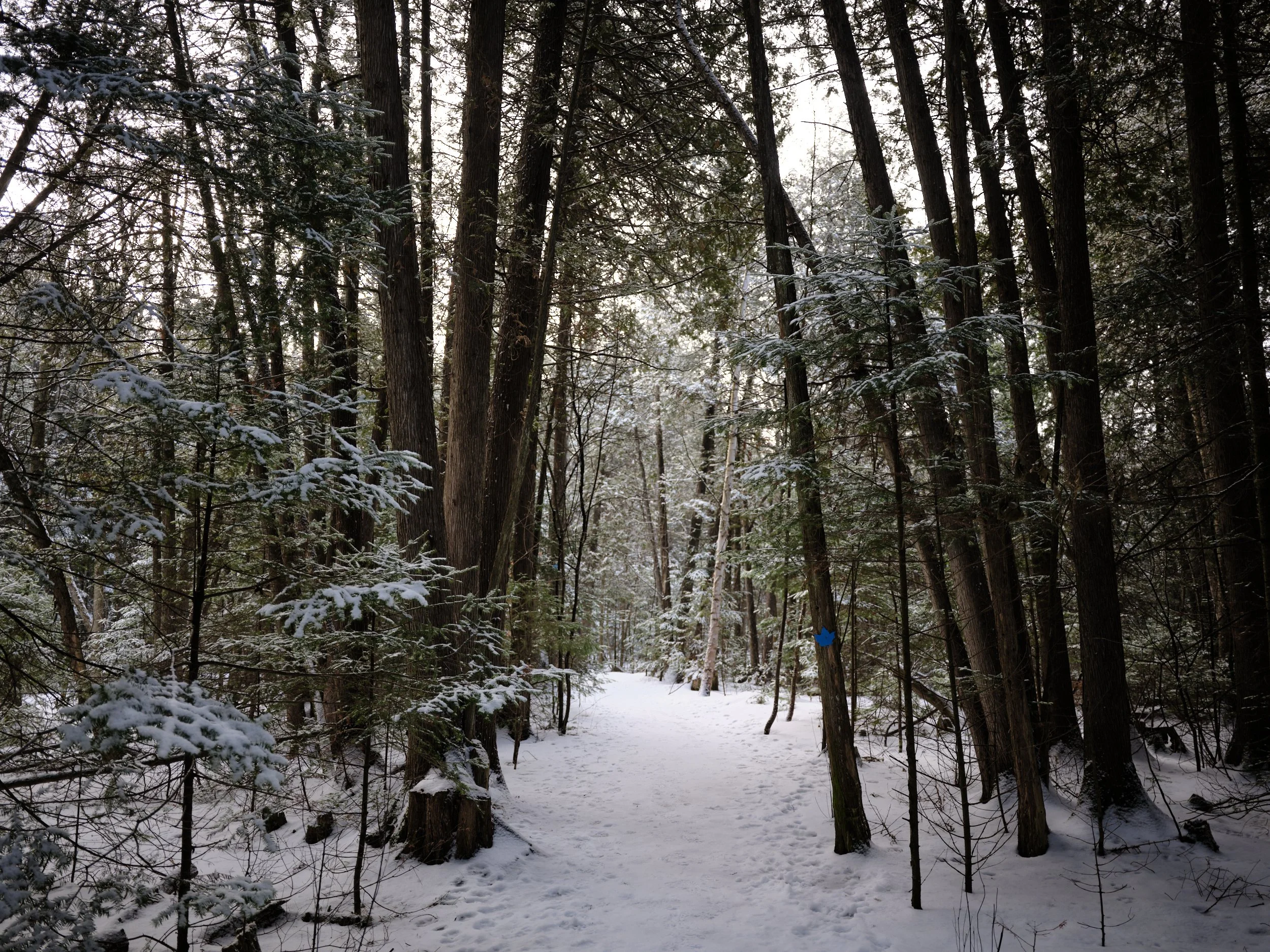 Snow-covered trail in a dense forest of tall trees with snow on branches and ground.