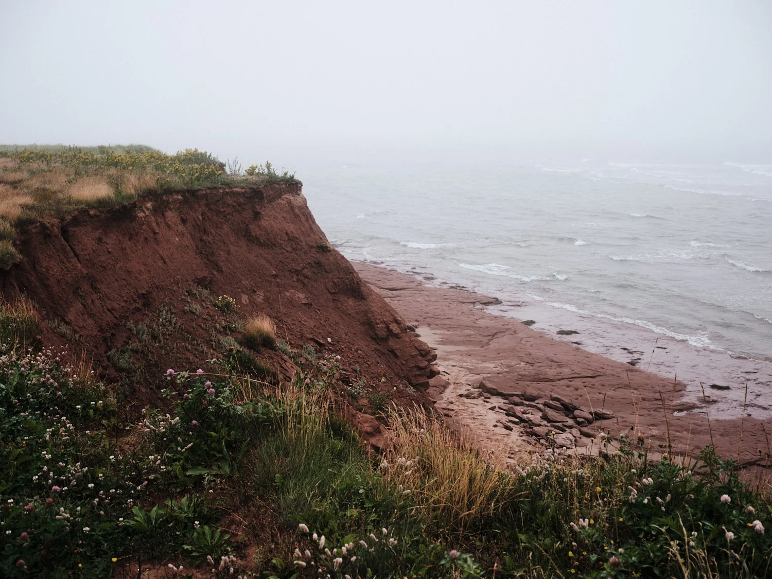 A foggy coastline with red clay cliffs, sandy beach, and overgrown grass and wildflowers.