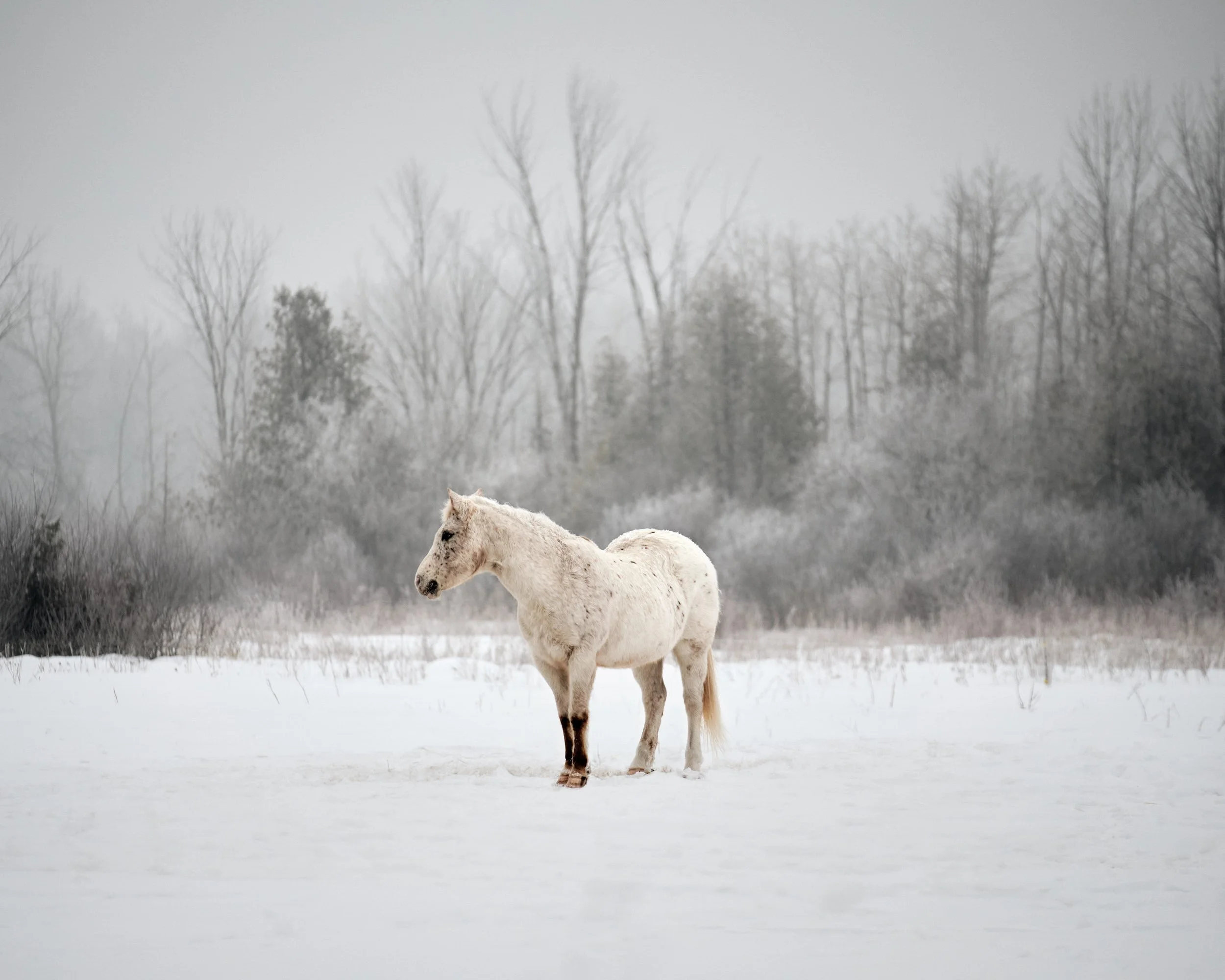 White horse standing in snow-covered field with winter trees in background.