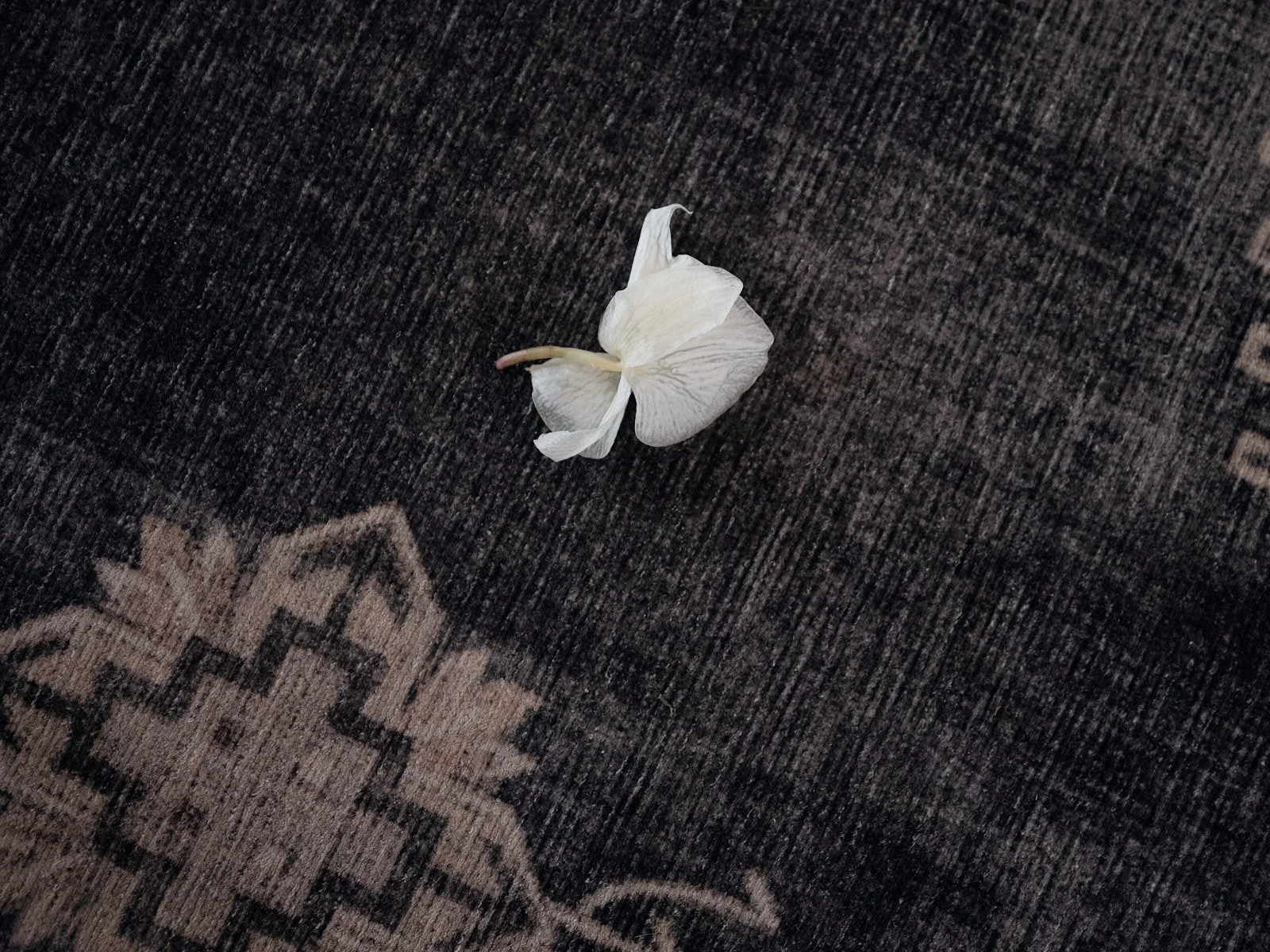 An orchid petal we found one morning in the middle of the carpet in the living room, a week after Saydee passed.
