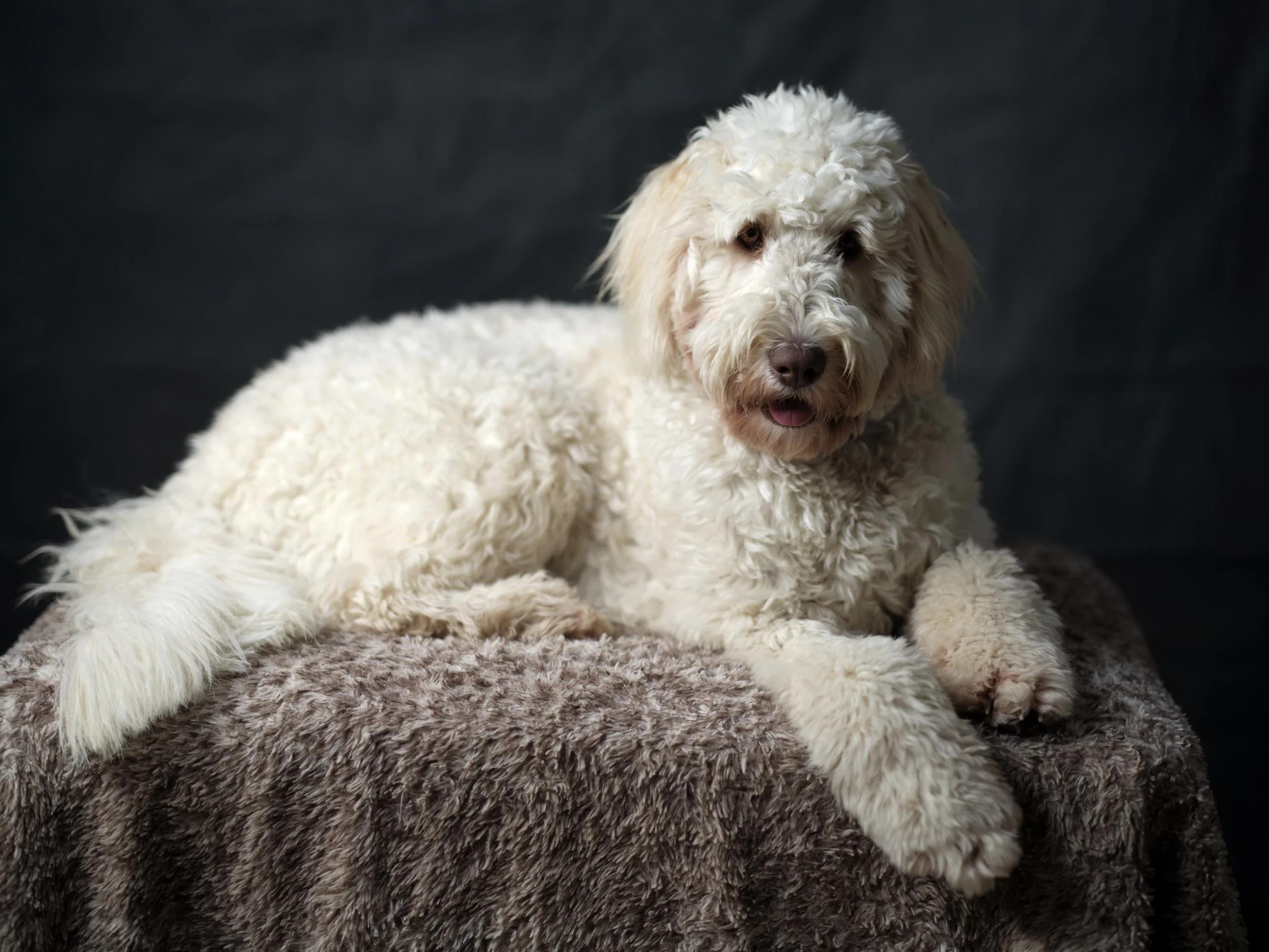 Self and Pups-22-10-14-45368.jpg