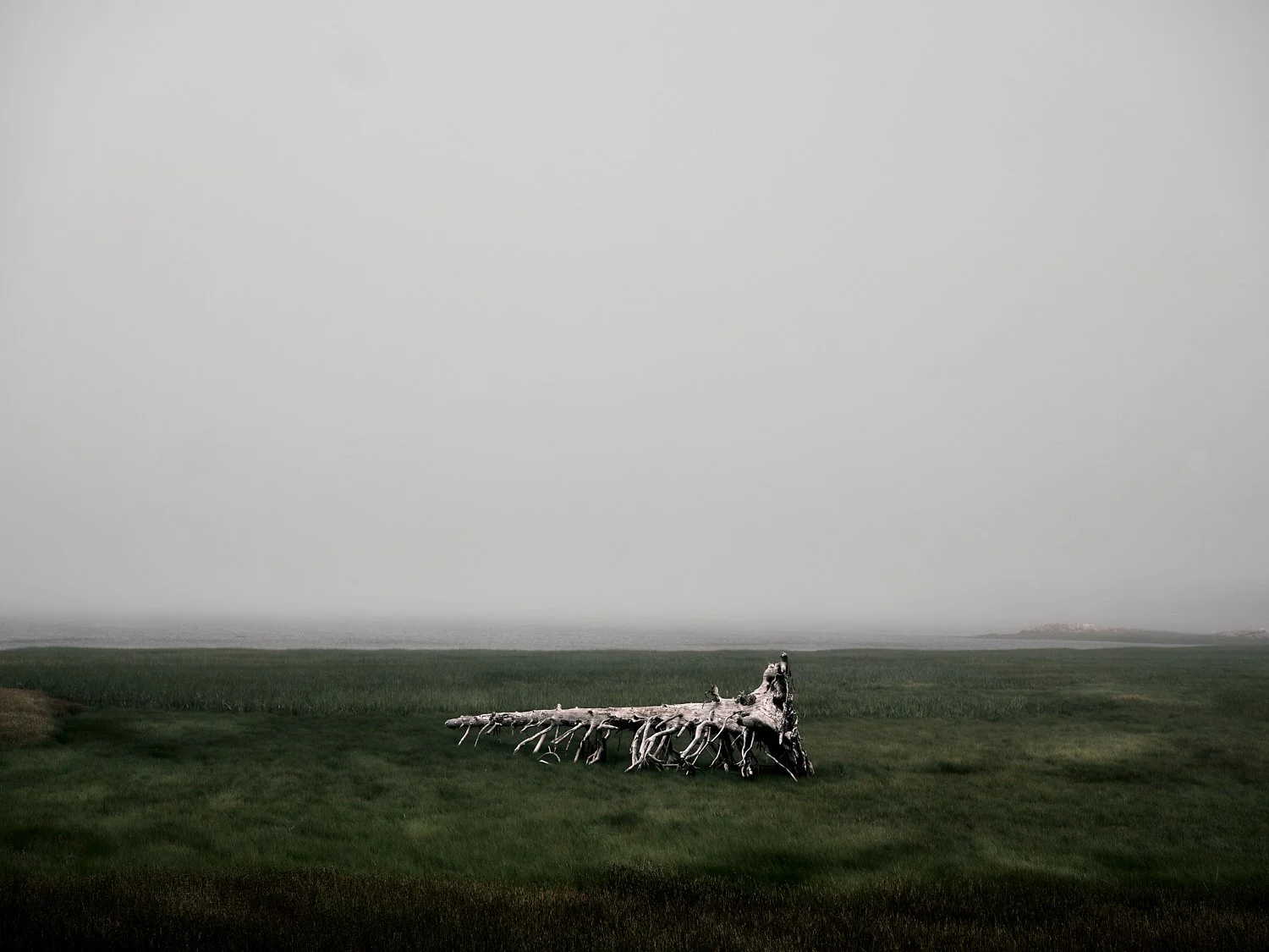 A natural landscape with a grassy field and a large fallen tree in the foreground, with a foggy atmosphere and a distant shoreline in the background.