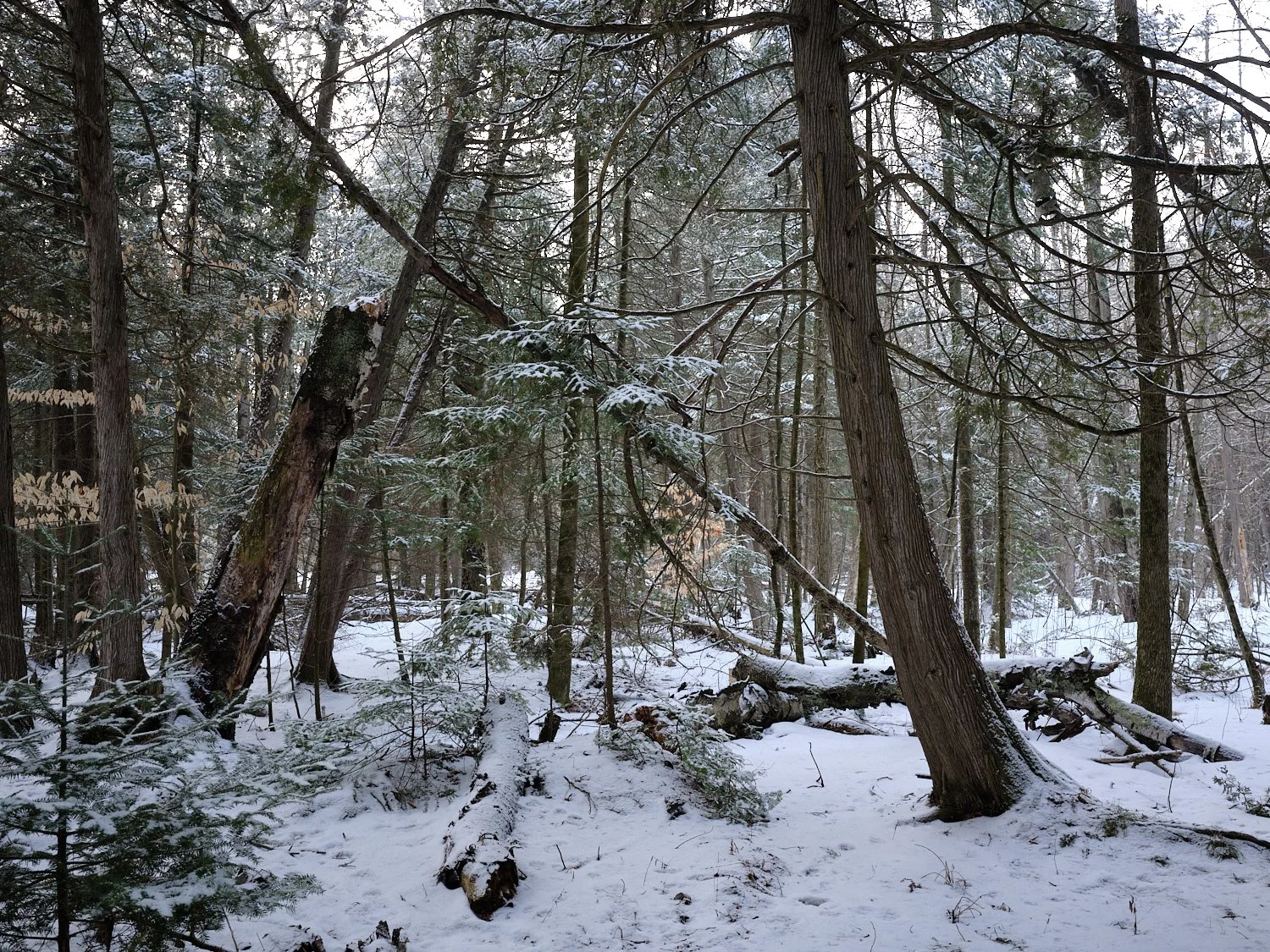 What the Forest Knows