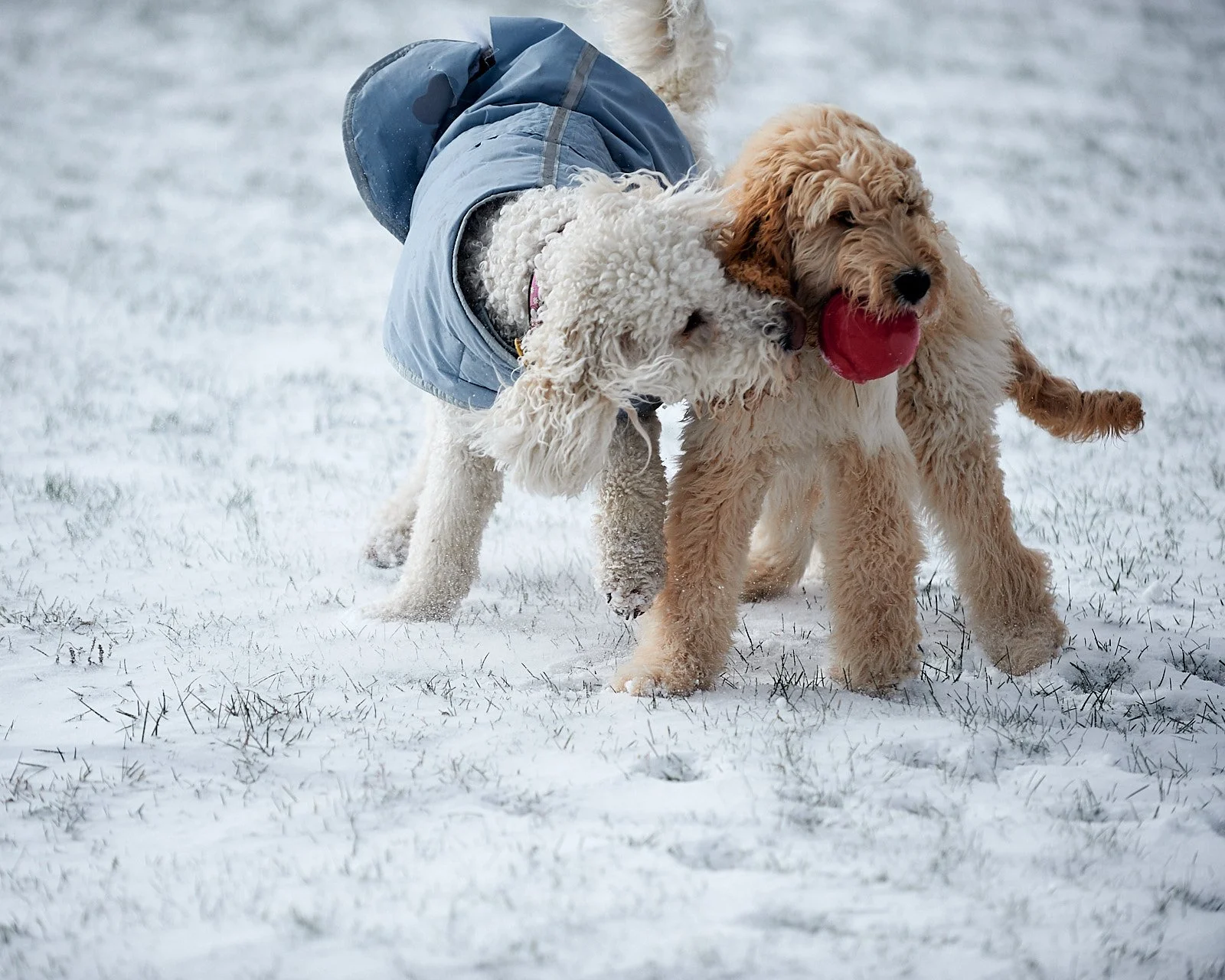 Winter walk with Doug-79.jpg
