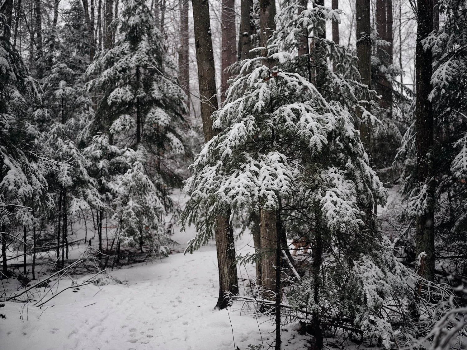 Snow-covered evergreen trees in a forest with a snow-covered path winding through them.