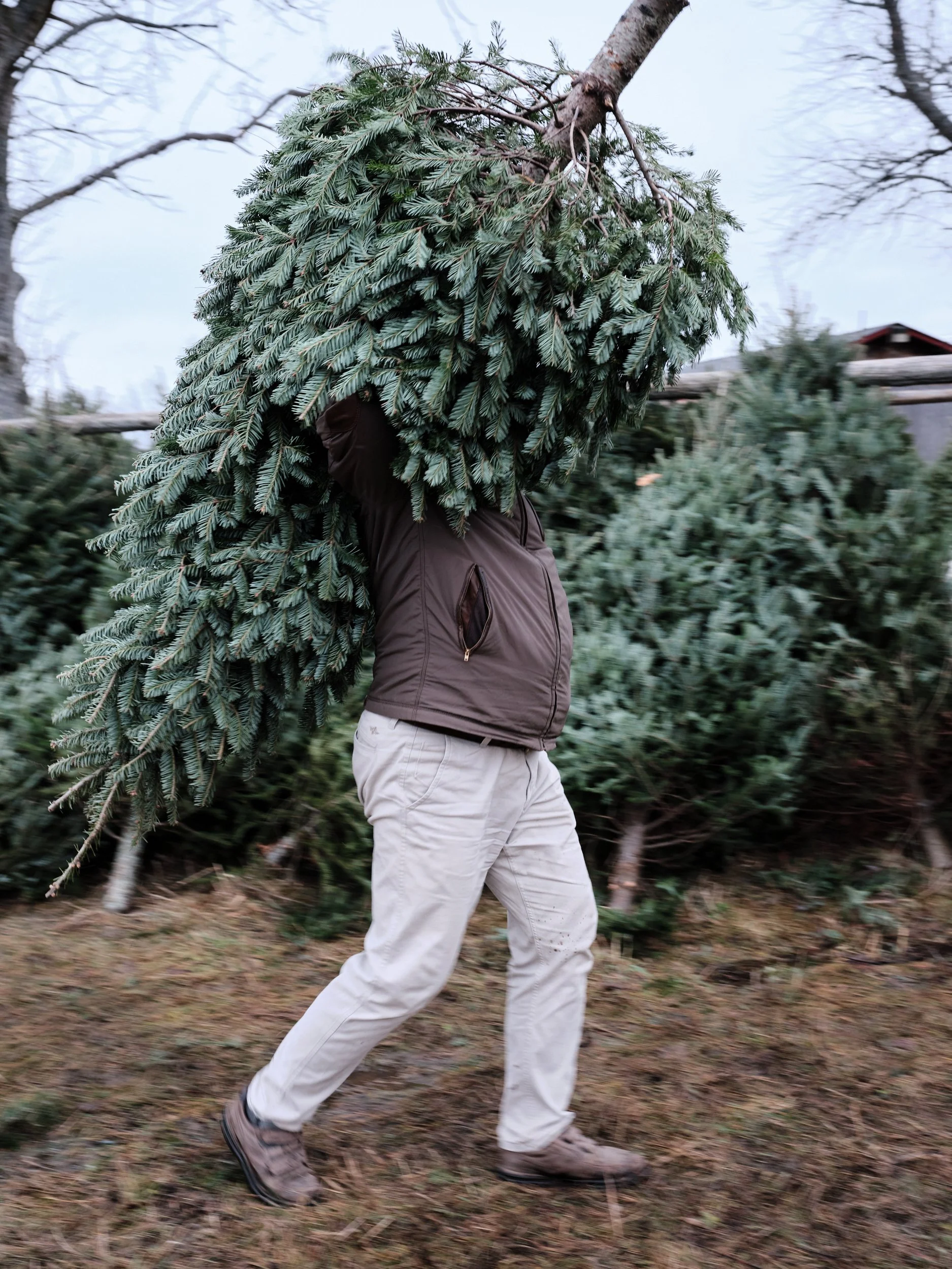XmasTree-20-12-05-026.jpg