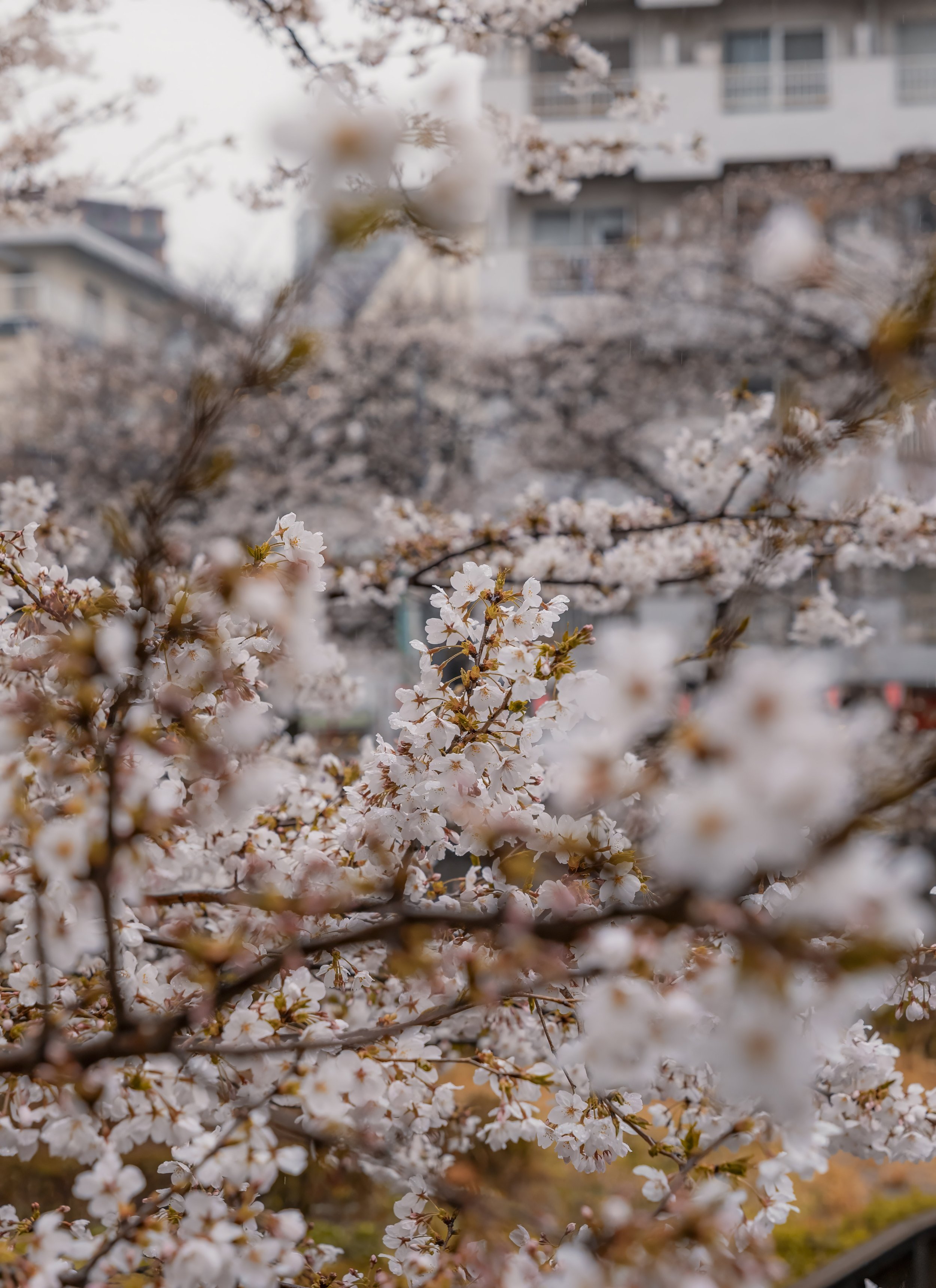 _S5X4909-Edit.JPG