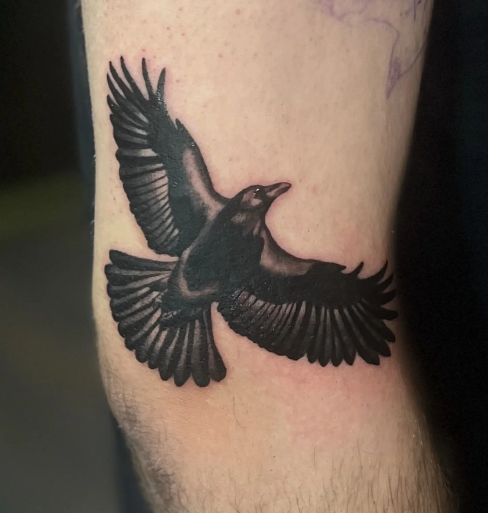Close-up of a black and gray tattoo of a bird with outstretched wings on a person's skin, surrounded by light body hair.