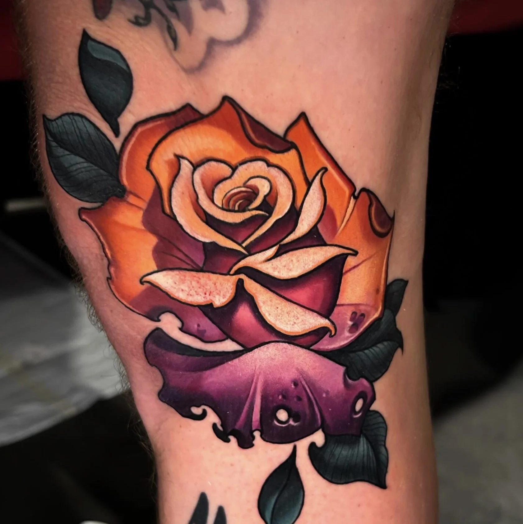 Pink and majenta rose with leaves.