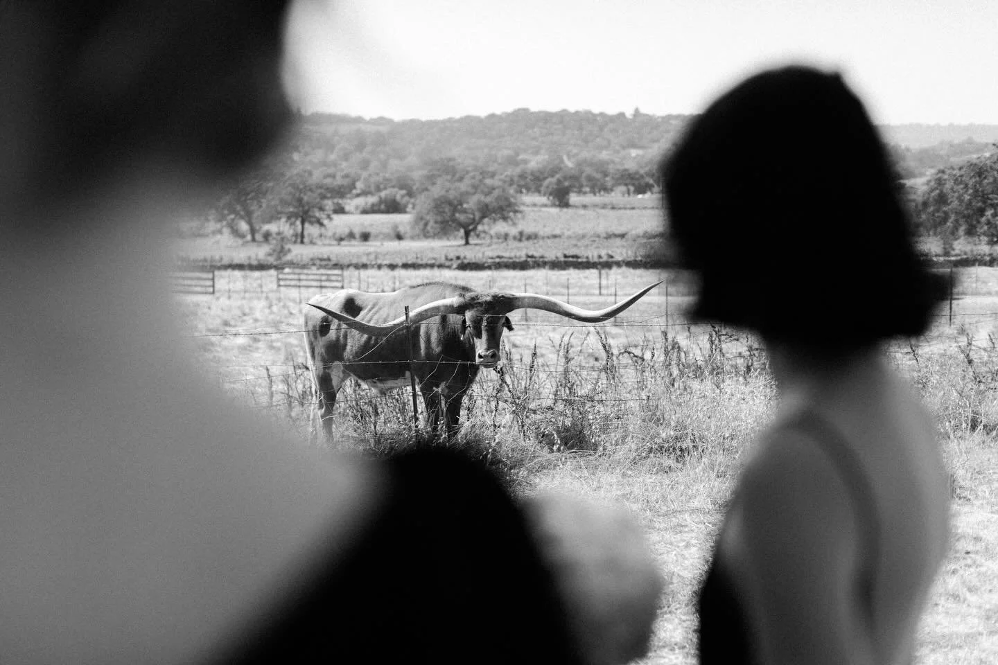 A couple of bridesmaids and a steer. Somewhere in Glen Ellen, CA.