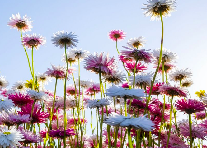 Blooming daisies of various pink, purple, and white colors under a clear blue sky.