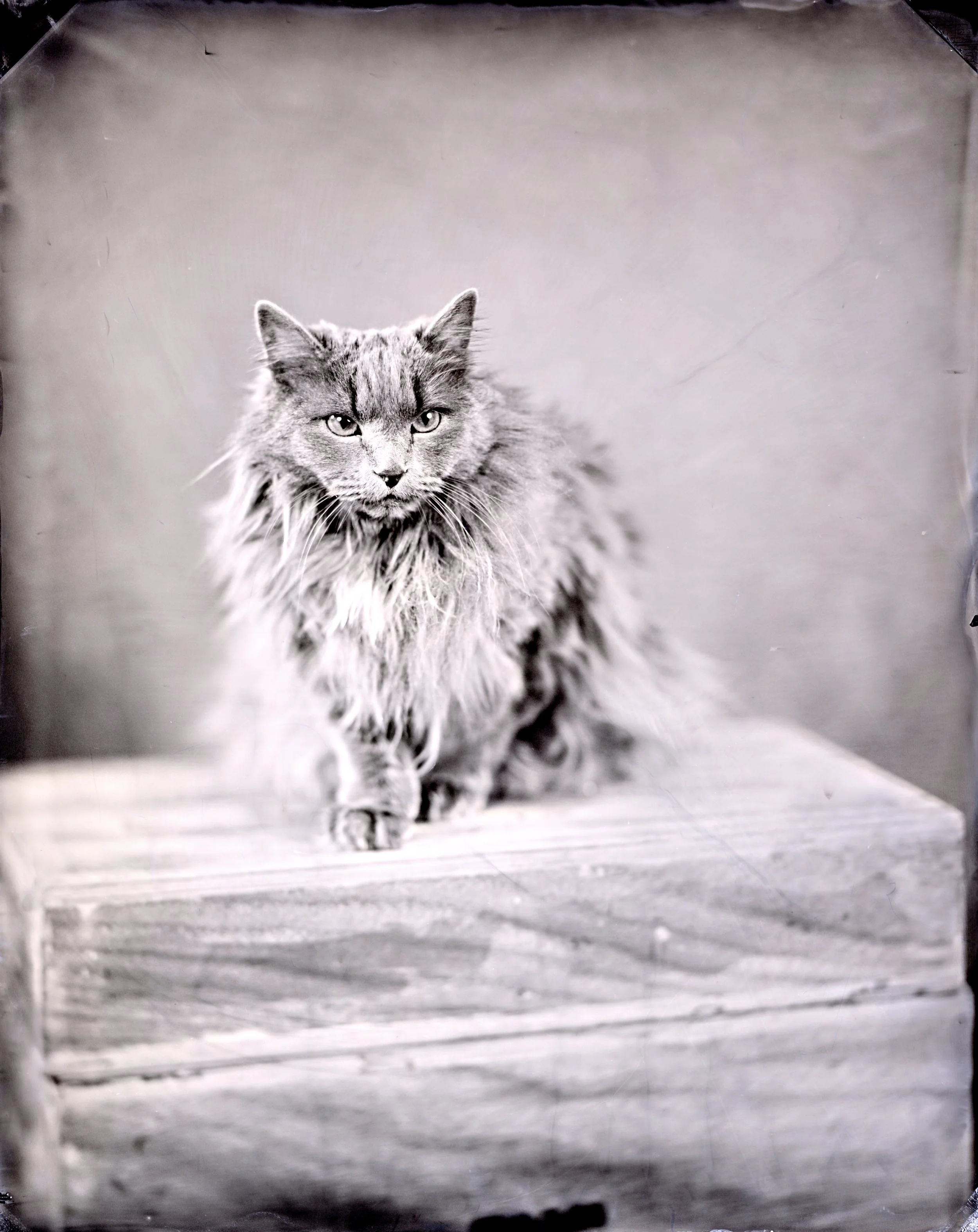 tin type, tintype, tin type photography near me, tintype photography denver, denver tintype