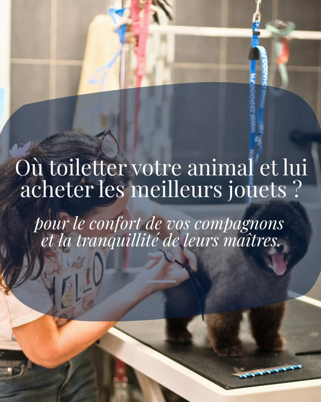 Ici, le bien-&ecirc;tre animal est une &eacute;vidence.
Au c&oelig;ur de Beaulieu-sur-Mer, Christine Anima Rivera n&rsquo;est pas une animalerie comme les autres : c&rsquo;est un lieu d&eacute;di&eacute; &agrave; l&rsquo;attention, au soin et au resp
