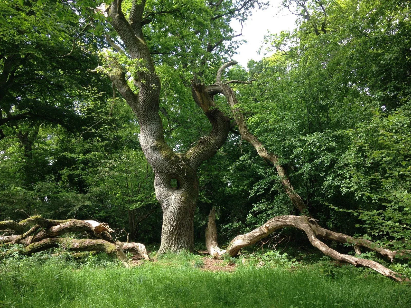 Langå egeskov