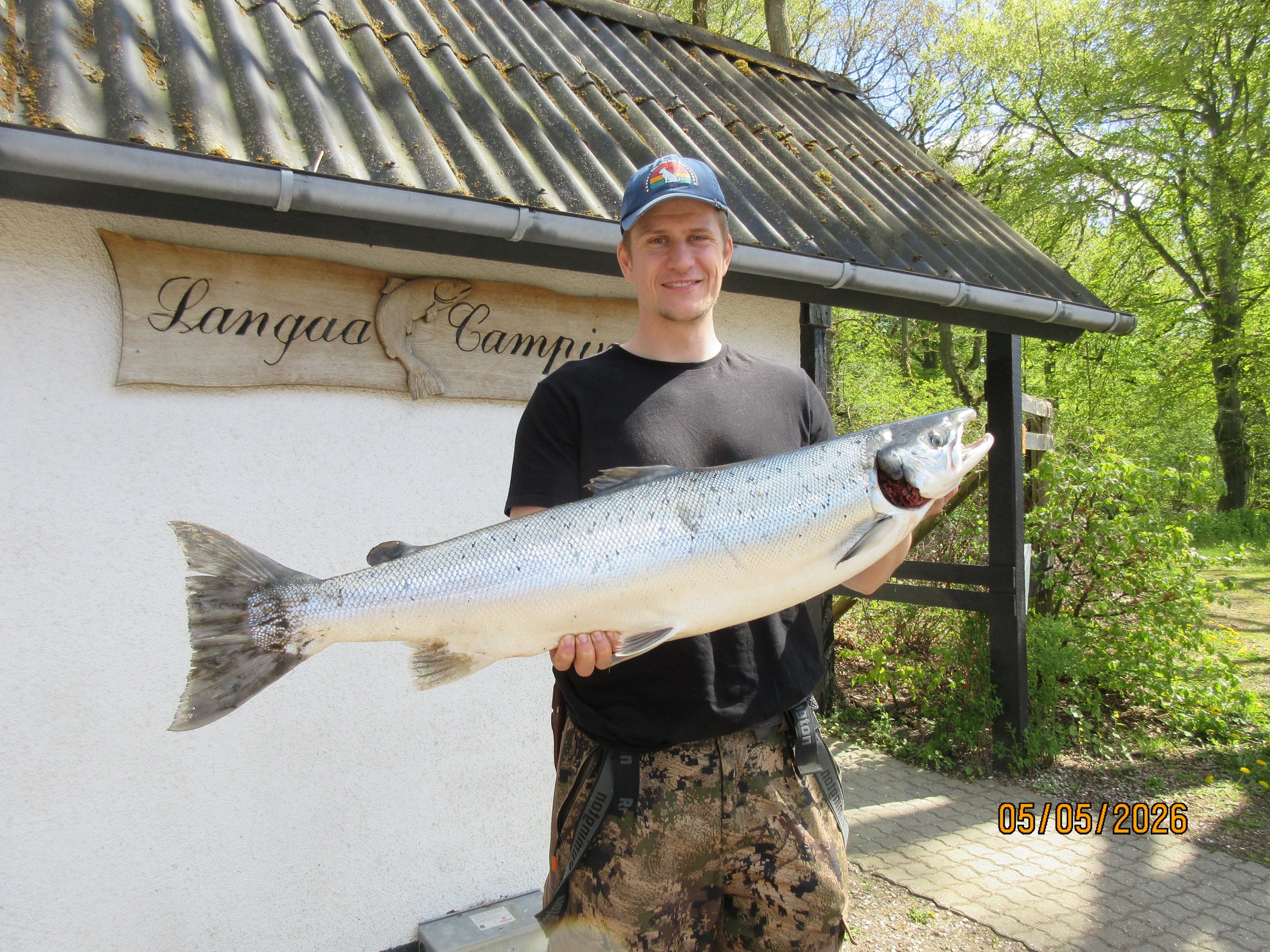 May 5, 2026 Søren J. Jensen caught a 9.1 kg, 98 cm salmon in Zone 4, Bjerringbro, using a spinner.