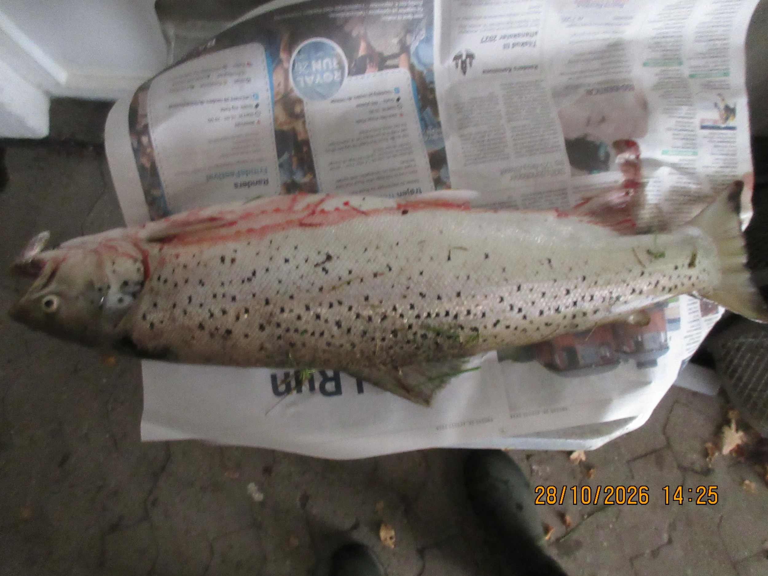 10/28/26 Frank Schøler: 4 kg, 67 cm sea trout. It was caught on a spinner in the red zone.