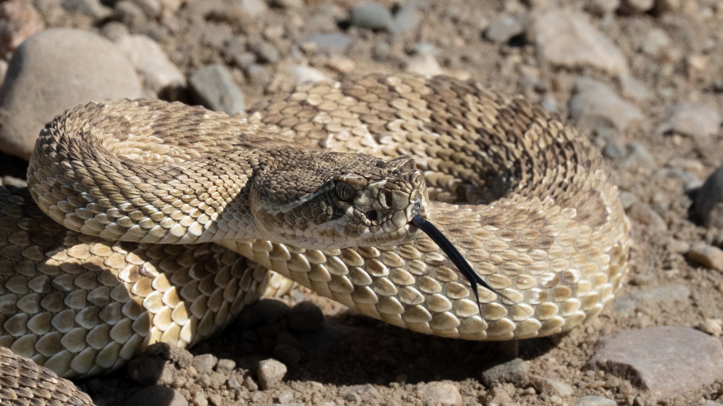 A rattlesnake lying on rocky terrain with its tongue out.