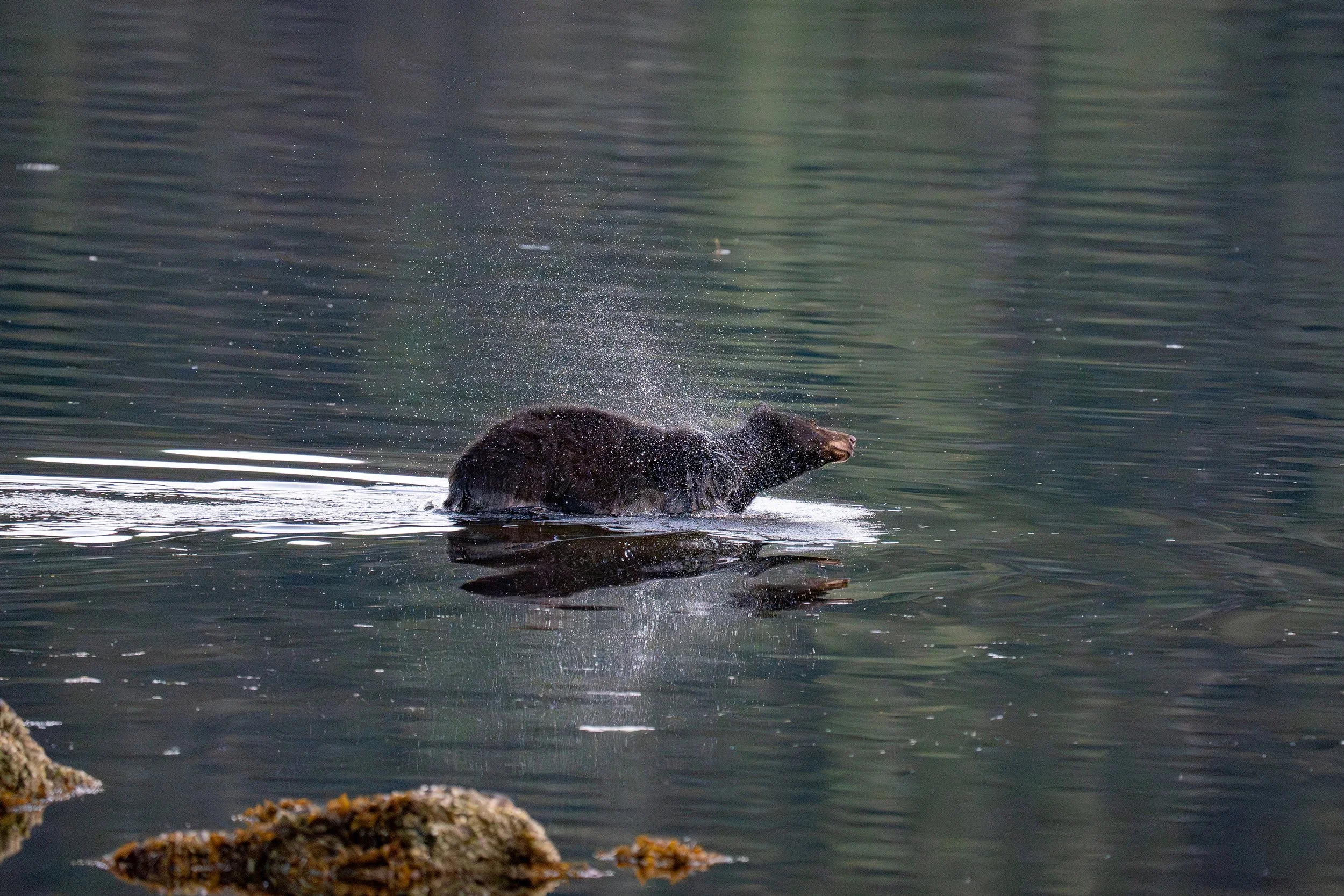 A bear swimming in a body of water, splashing water with its head and upper body visible, near a rocky shoreline.