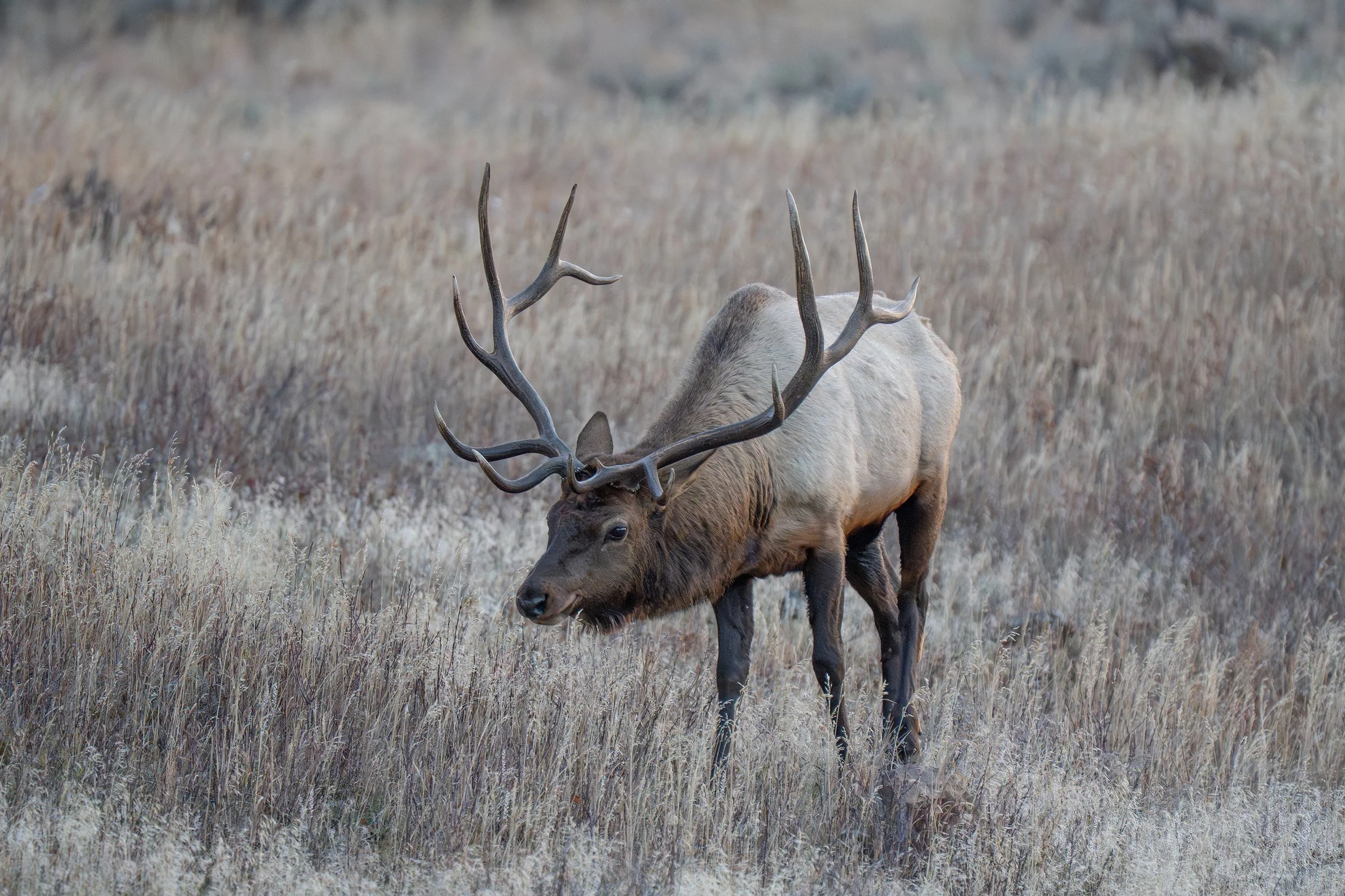 A majestic elk with large antlers grazing in a grassy field.