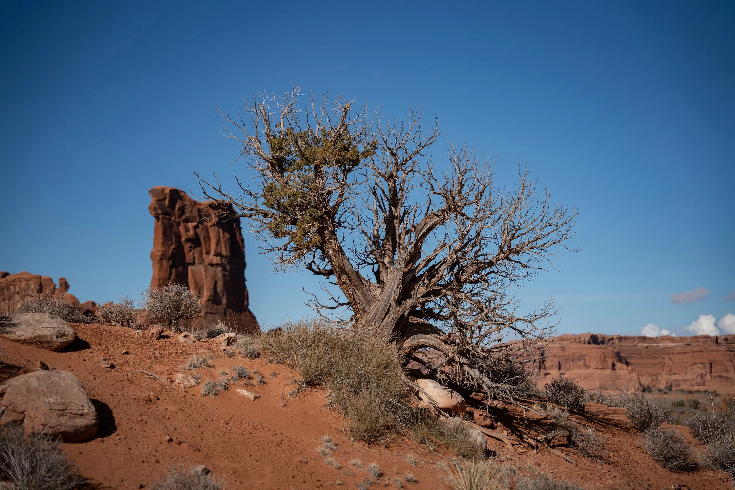 A dry, leafless tree growing among reddish rocks and sparse desert vegetation under a clear blue sky.