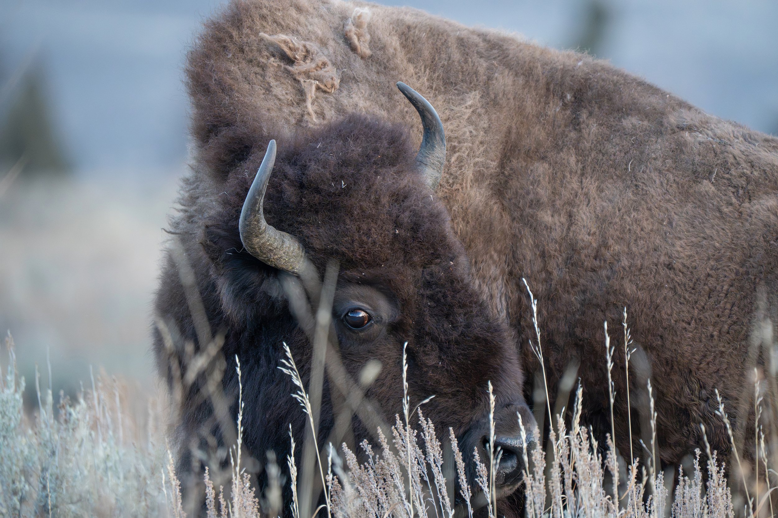 A close-up of a bison grazing in tall grass.