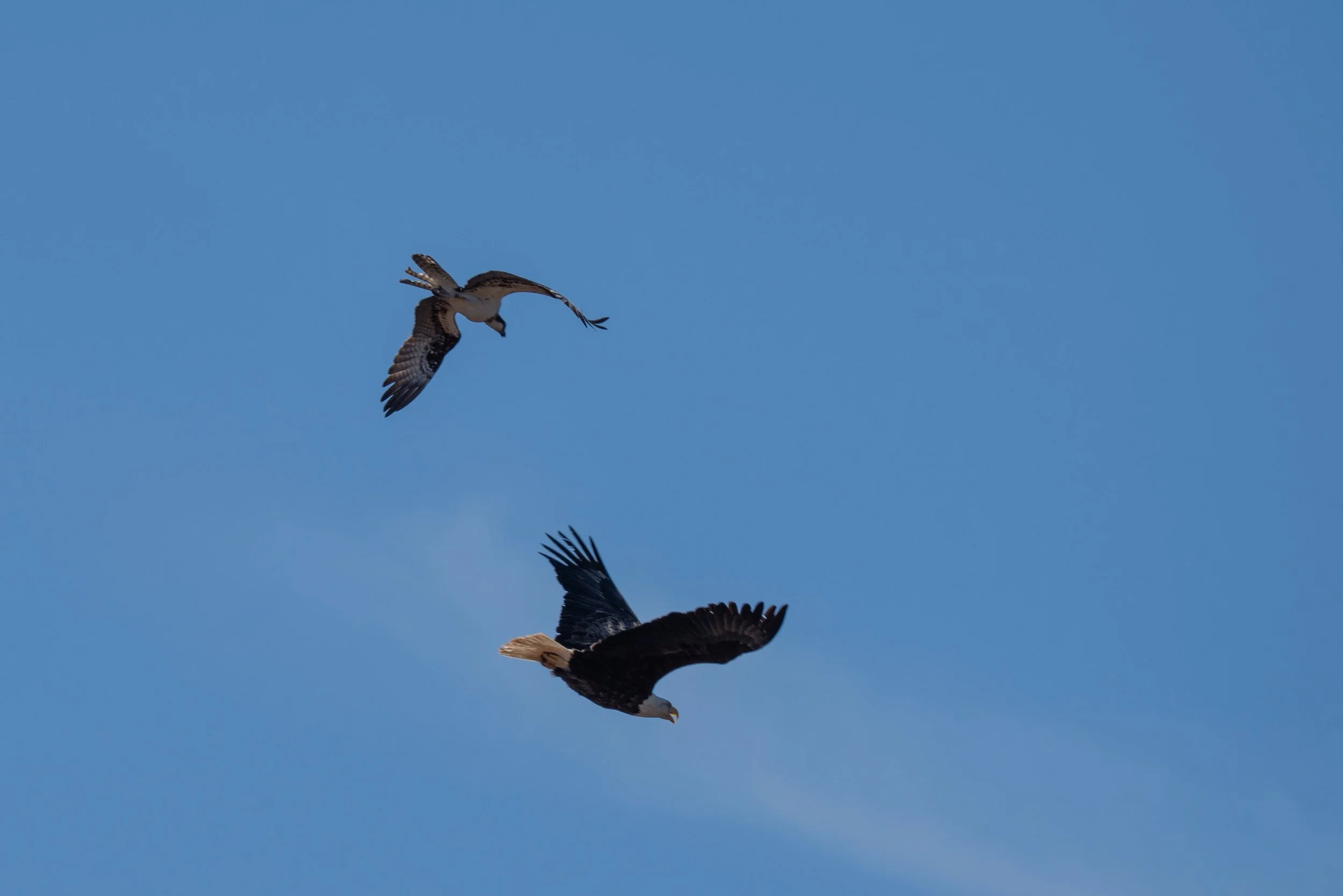 A bald eagle and an osprey flying against a clear blue sky.