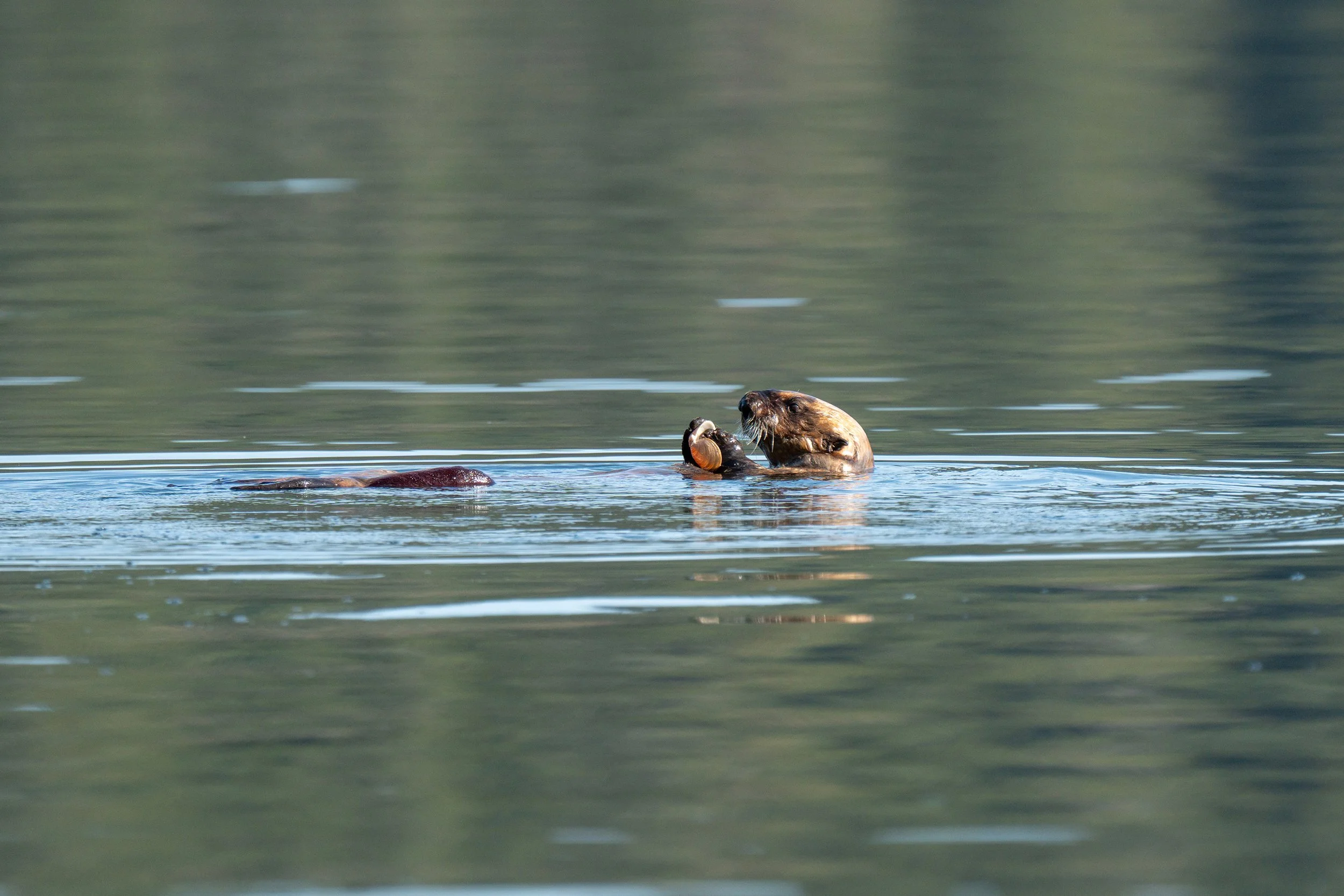 A beaver in water holding a shell in its paws with a smooth, reflective water surface and blurred natural background.