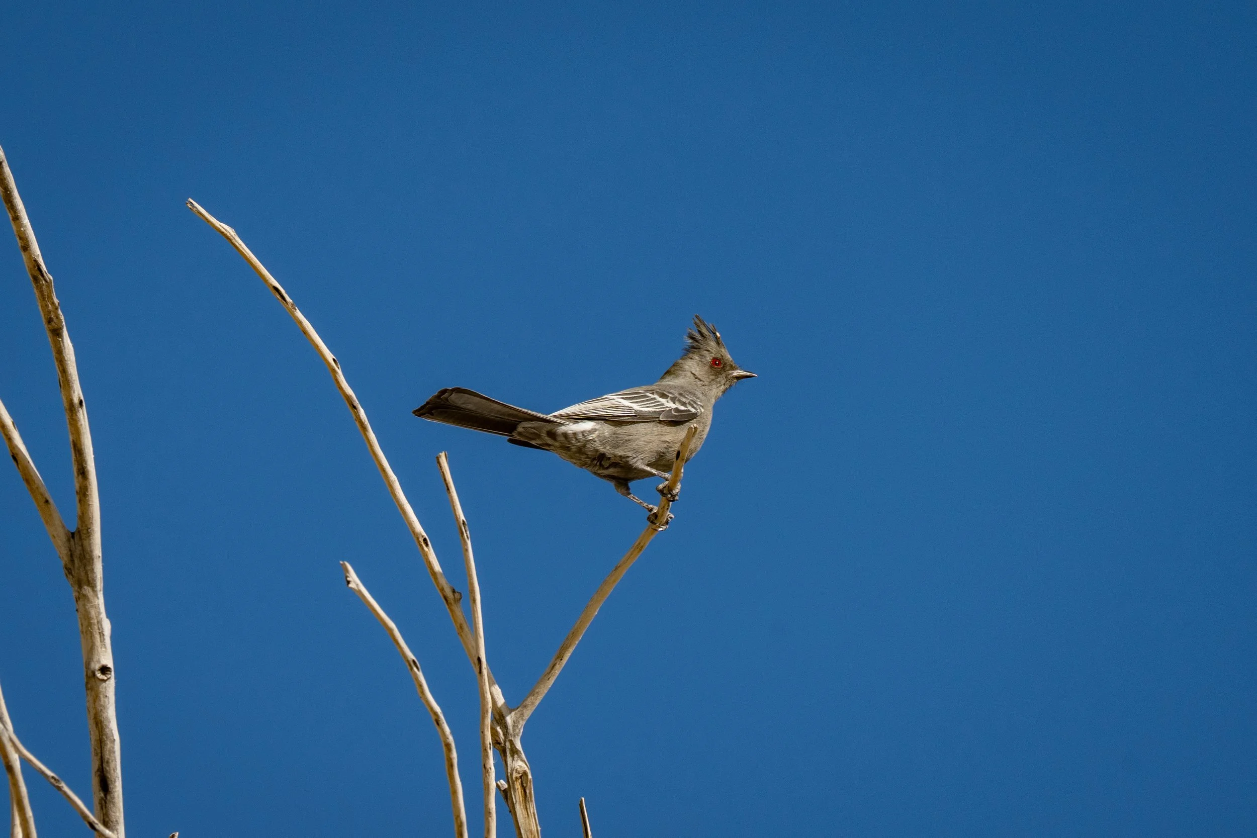 A bird with a crest and red eyes perched on a thin, leafless branch against a clear blue sky.