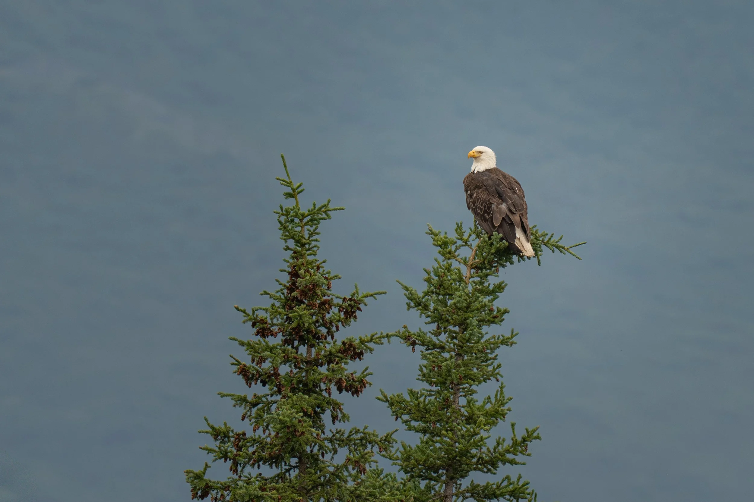 A bald eagle perched on the top branch of a tall green pine tree against a cloudy sky.