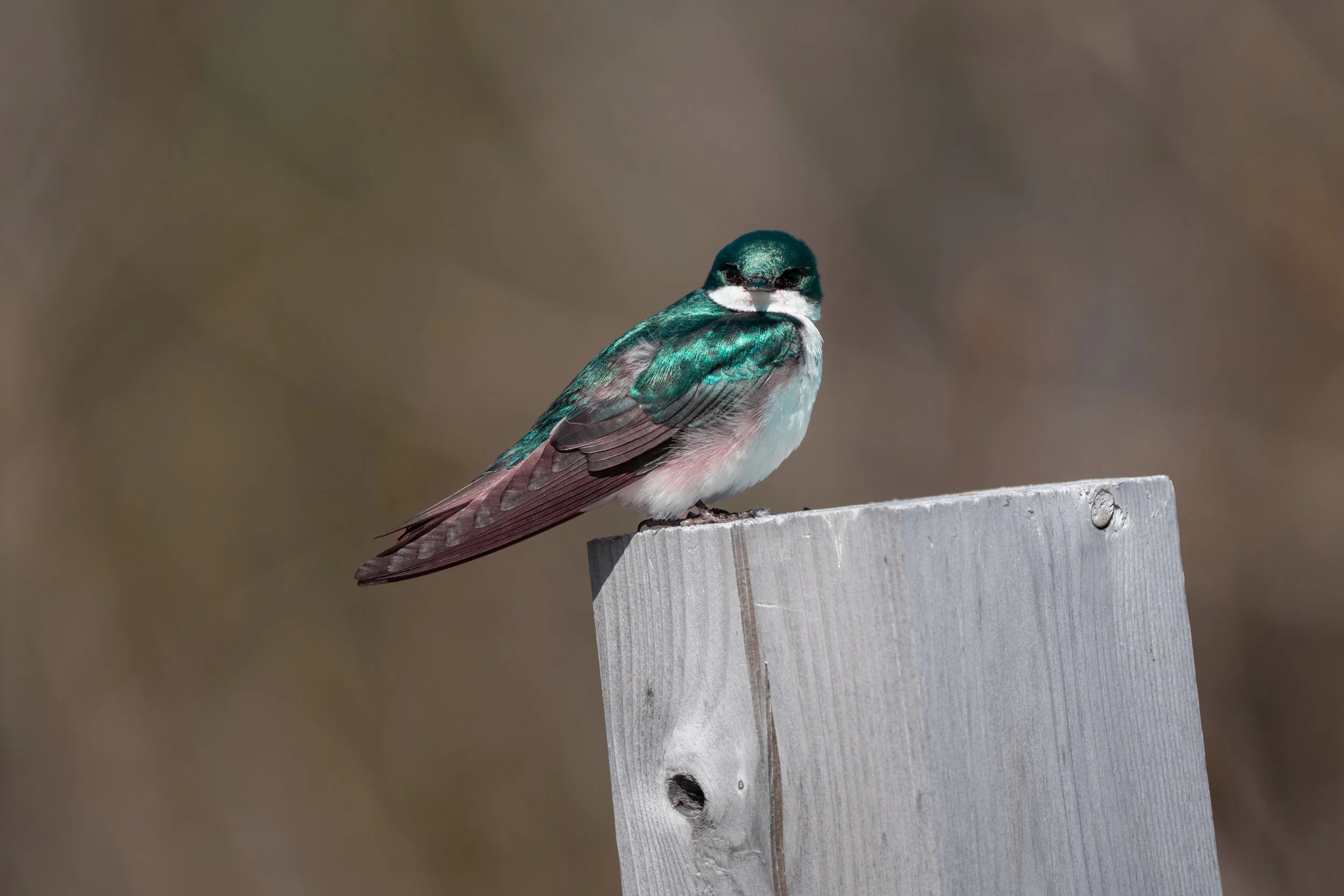 A small bird perched on a wooden ledge against a blurred background.