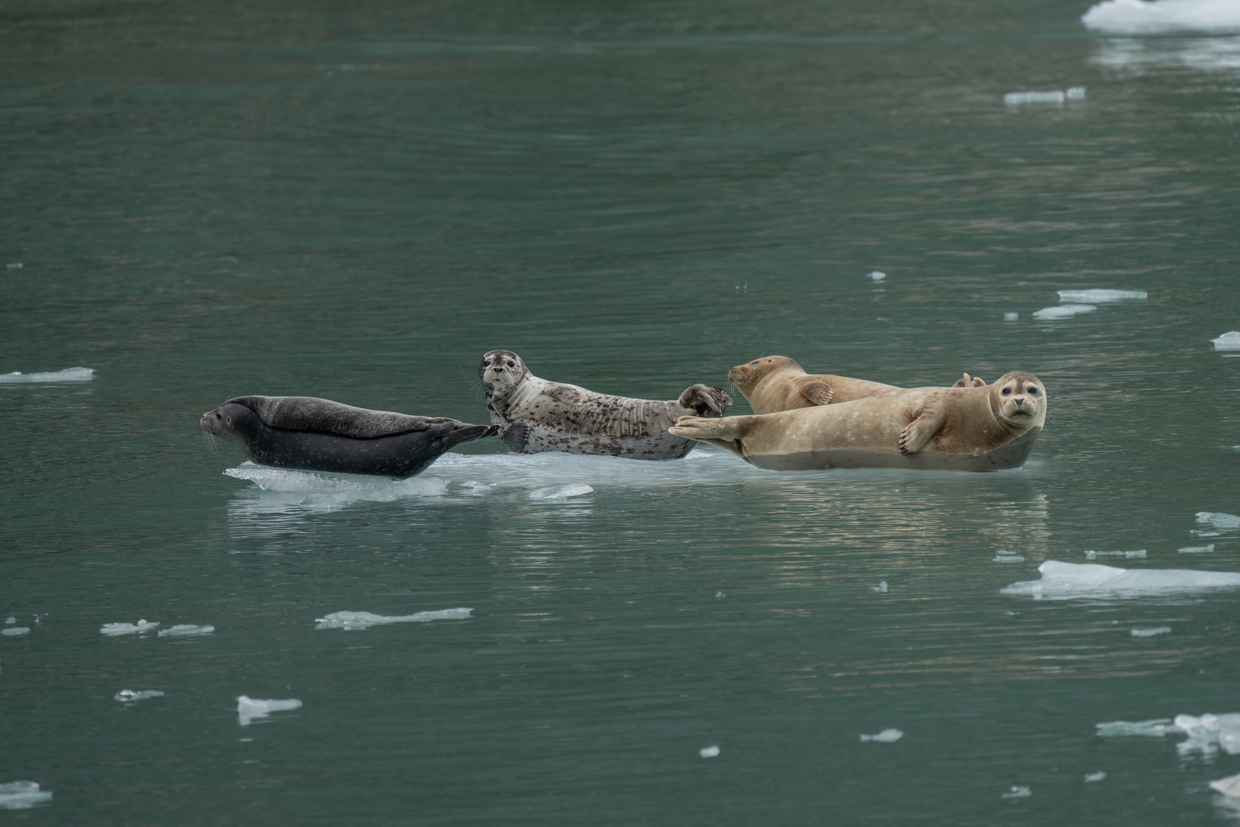 Four seals lying on ice floats in icy water with small ice chunks floating around, surrounded by a cold, greenish ocean.