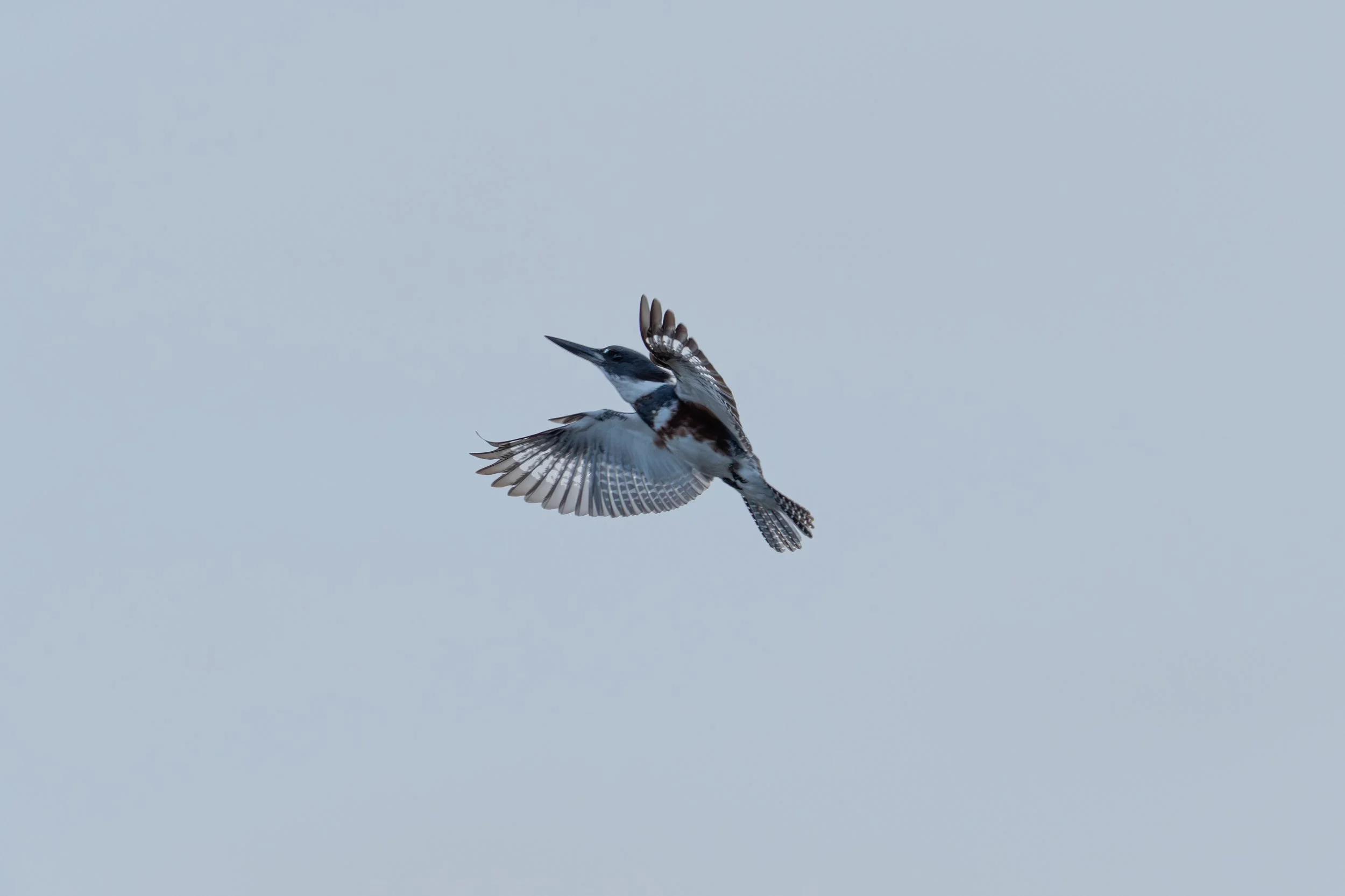 A bird, belted kingfisher, flying in a clear sky with its wings spread wide.