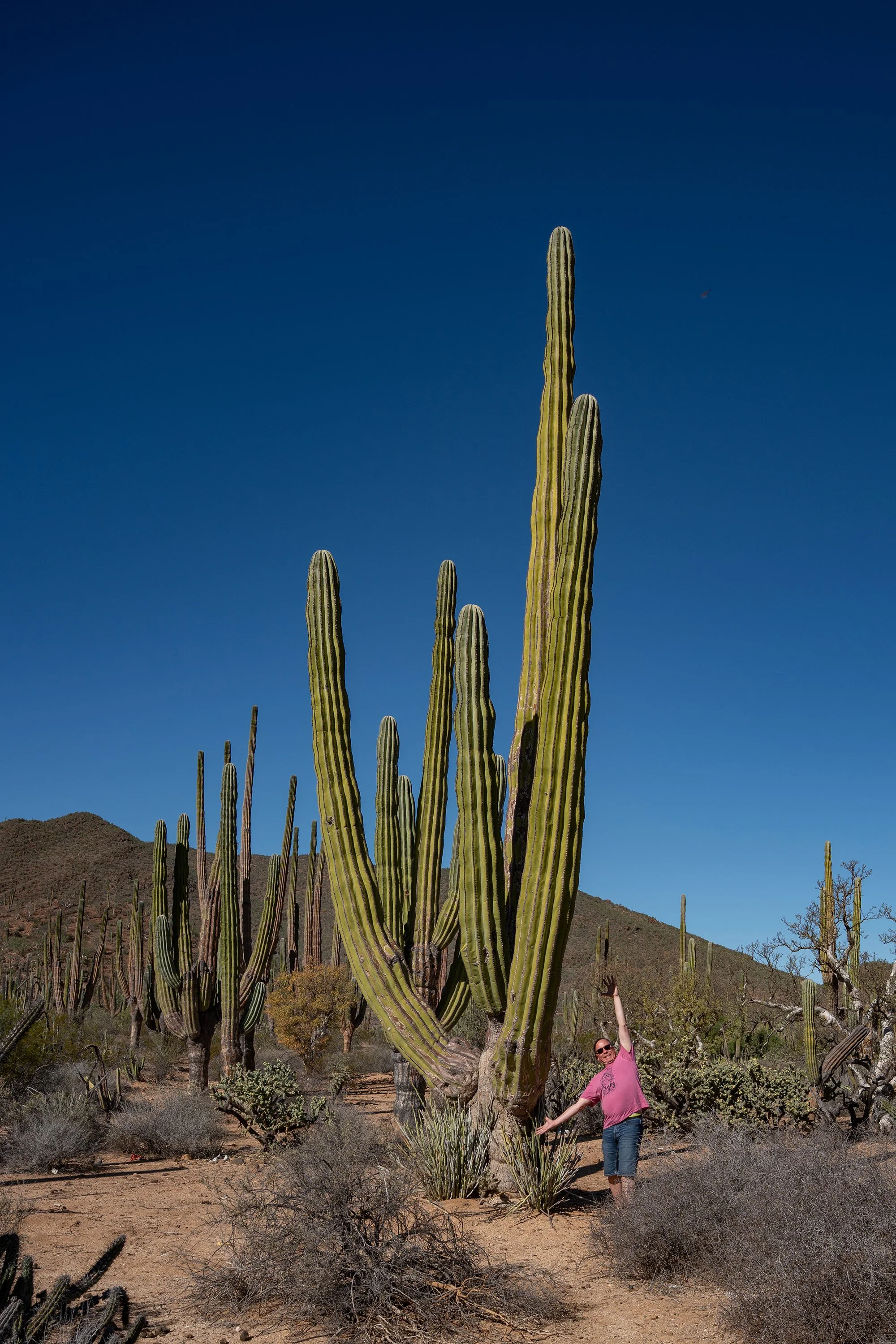 A man in a pink shirt and sunglasses standing under a tall saguaro cactus in a desert landscape with hills and other cacti in the background.