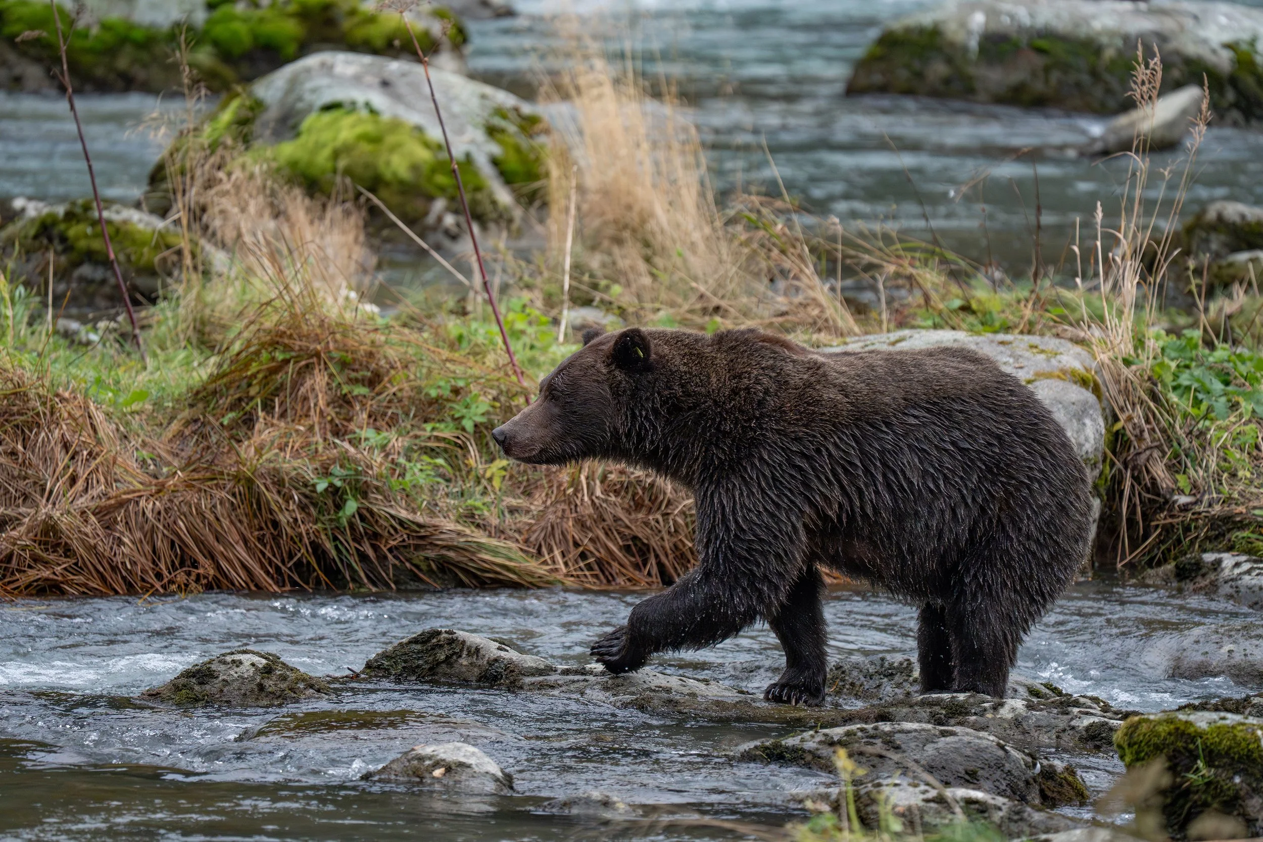A bear wading through a shallow river with rocks and moss along the bank, surrounded by plants and grass. Haines Alaska.