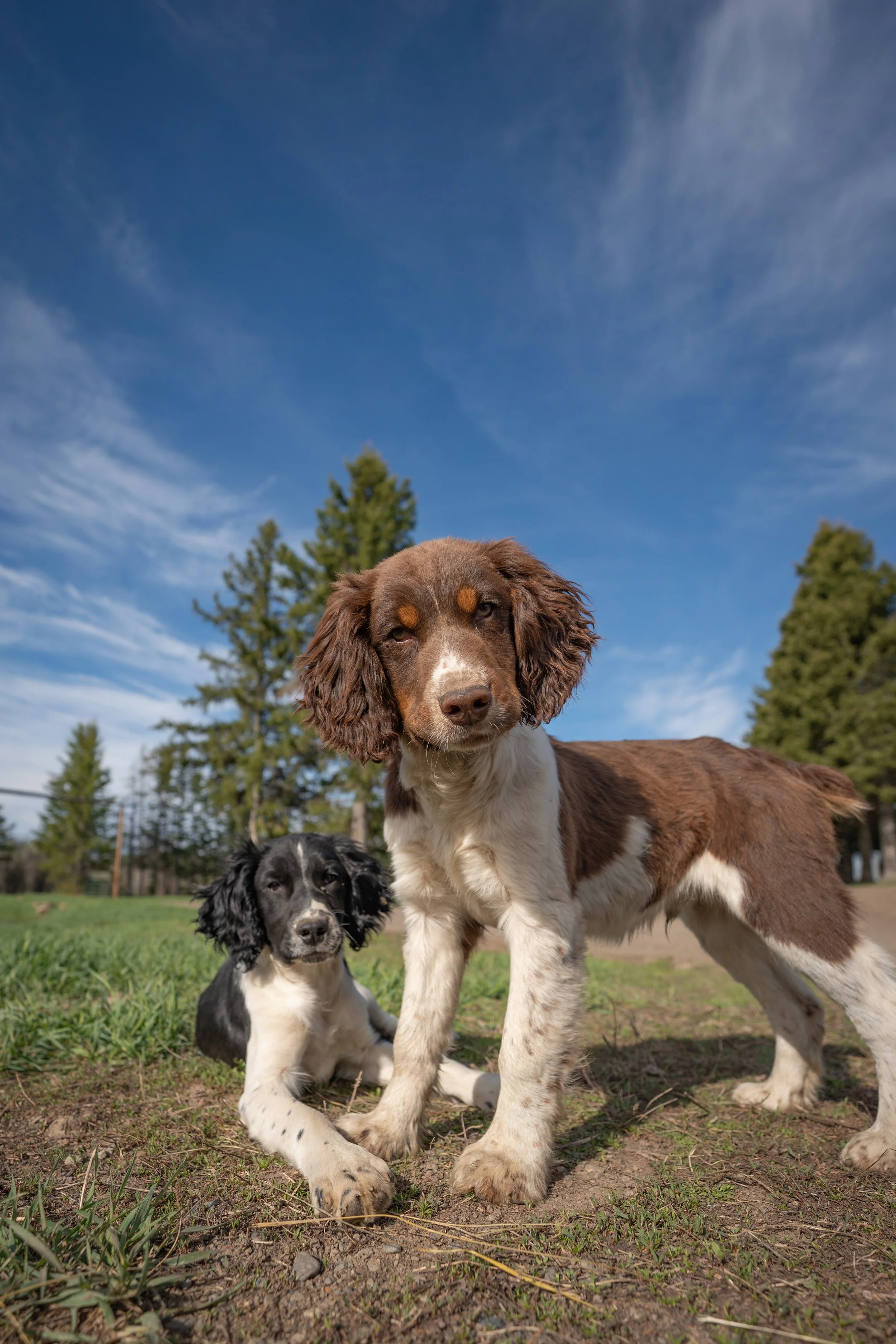 Two puppies, one large brown and white with droopy ears standing, and one smaller black and white sitting on grass, outdoors with trees and blue sky.