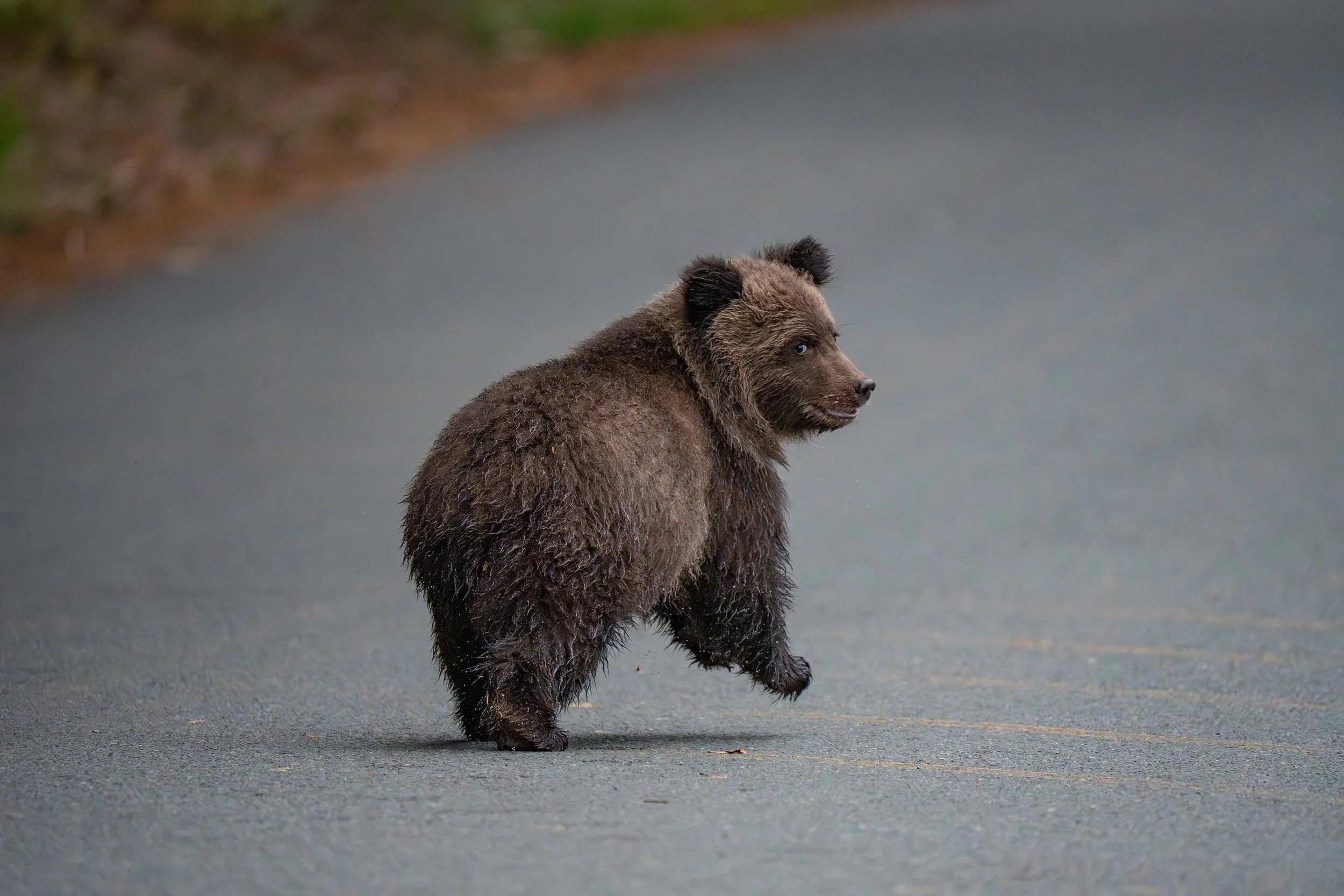 A bear walking on a paved road, facing to the right with a blurred natural background.